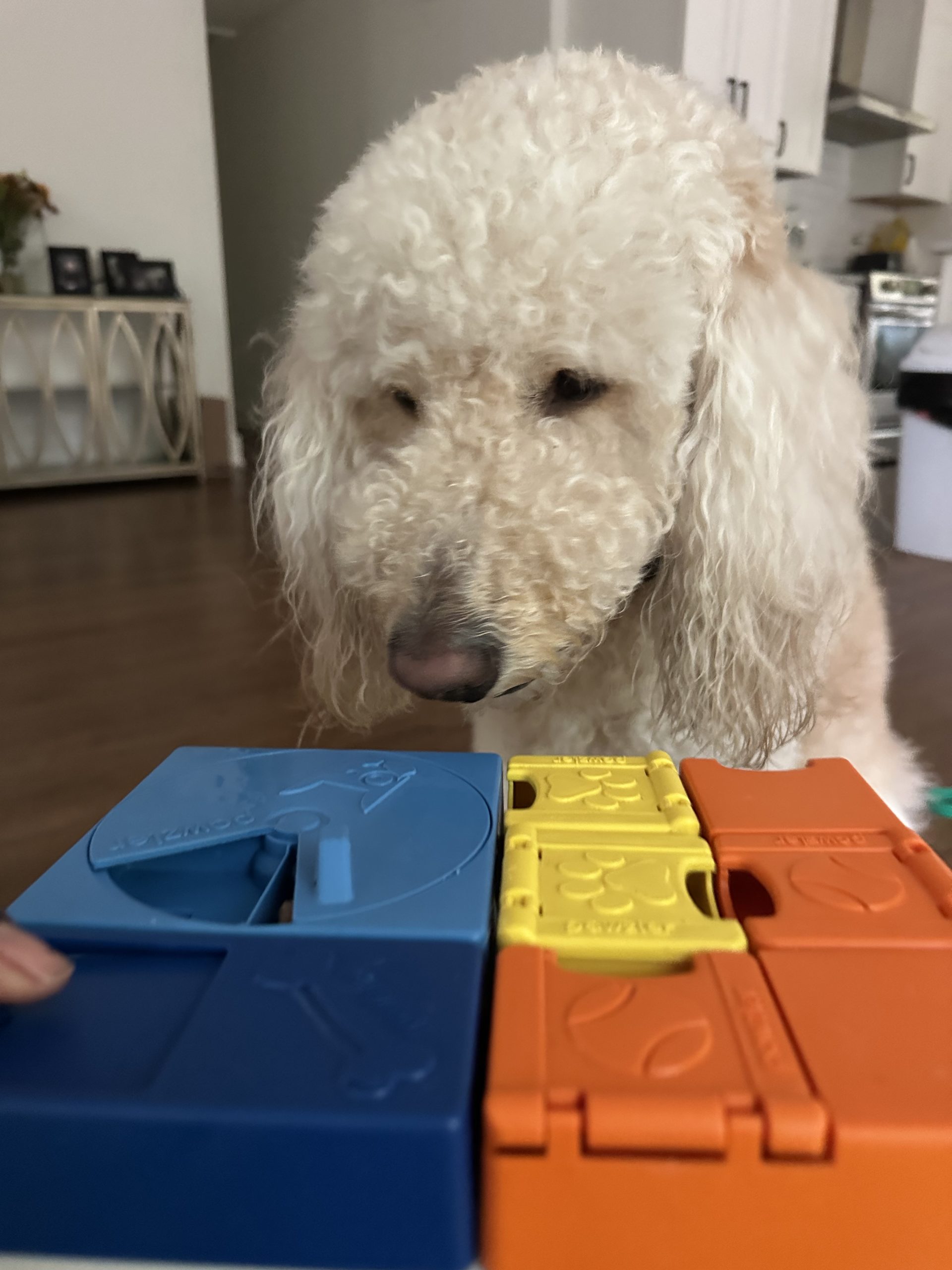 Dog relaxing after a walk
