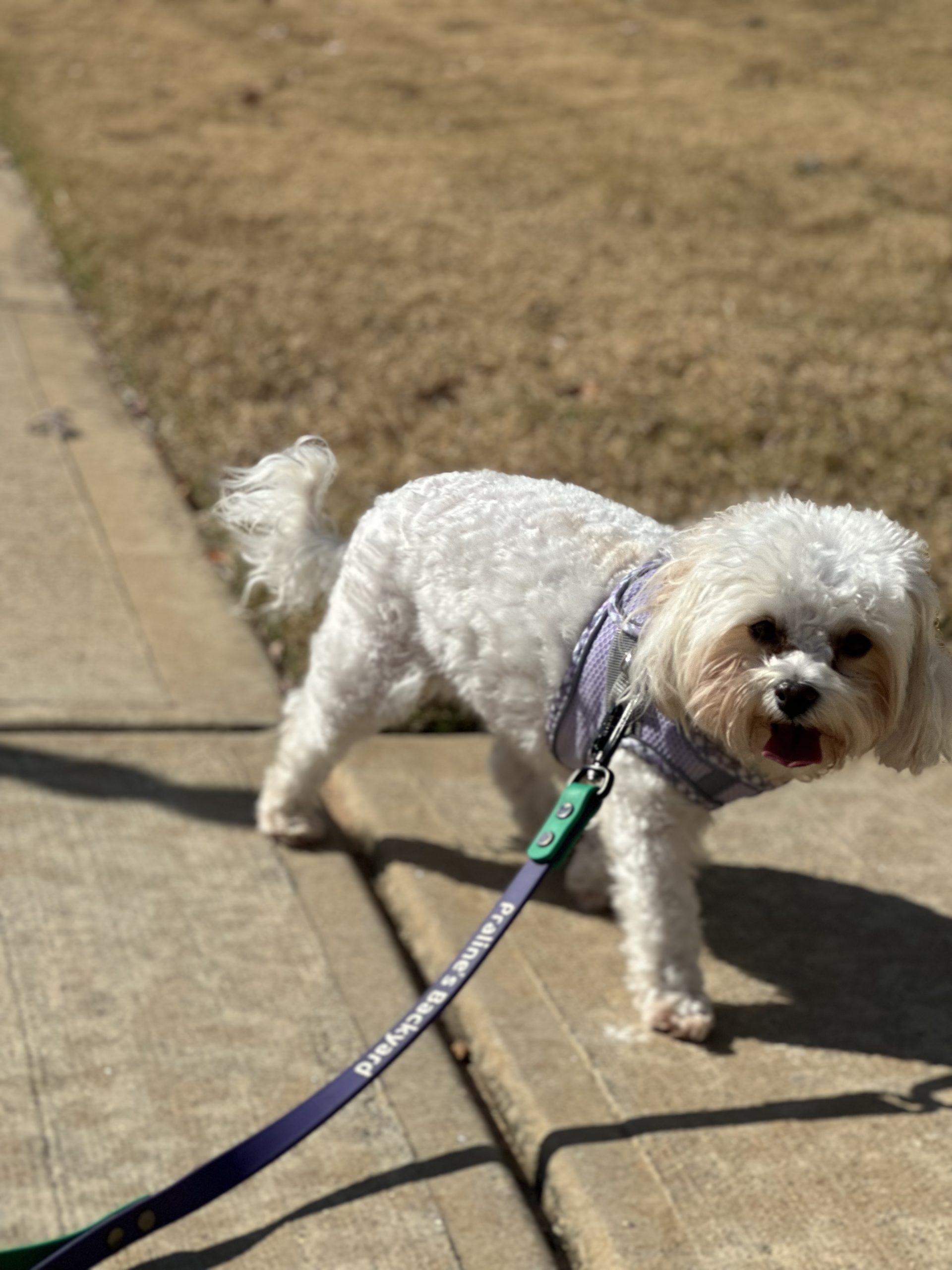 Happy dog at home with Praline’s Backyard team
