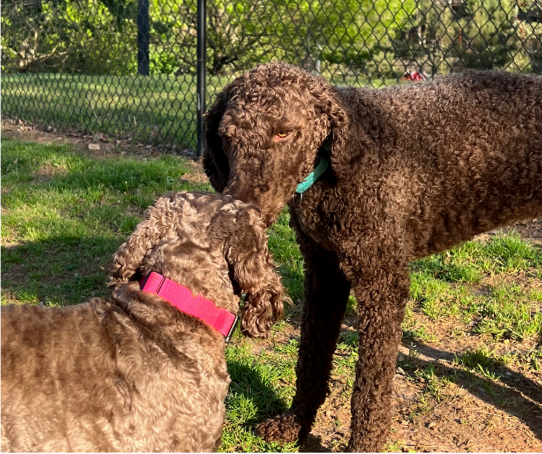 Socializing with other dogs