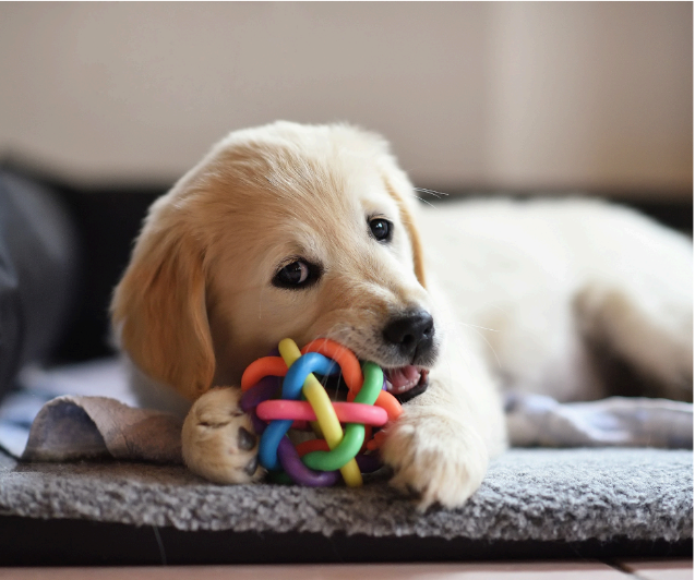 Chew on a favorite toy