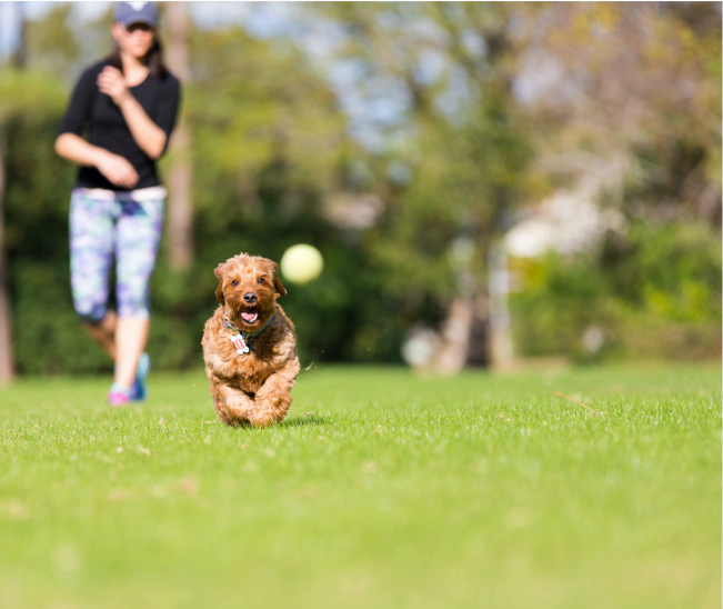 Go for a run or play fetch