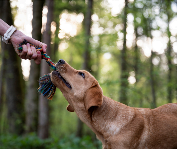 Tug toys