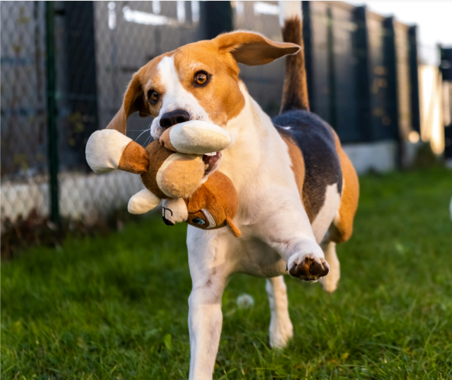 A stuffed toy