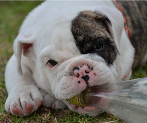 A plastic bottle