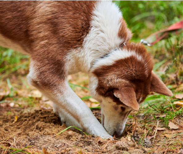 Digging in the yard