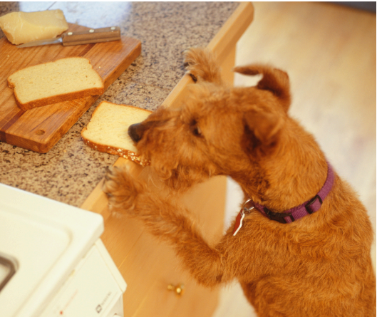 Steal food from the counter