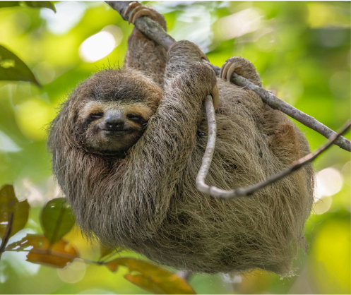 A sloth