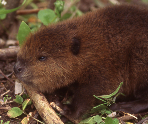 A beaver