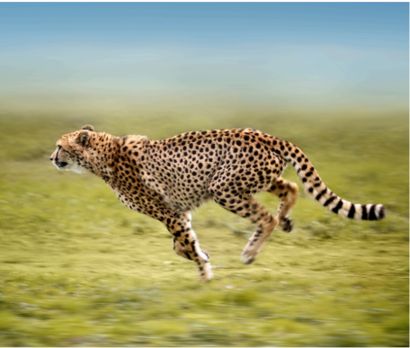 A cheetah