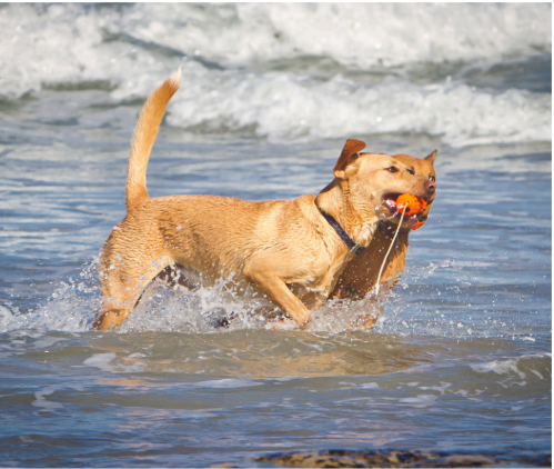 A beach with plenty of chew toys