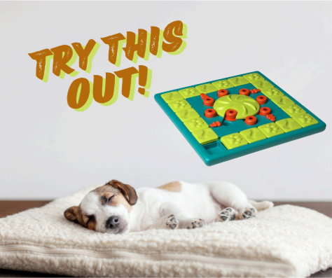 Dog Puzzle Interactive Treat Puzzle