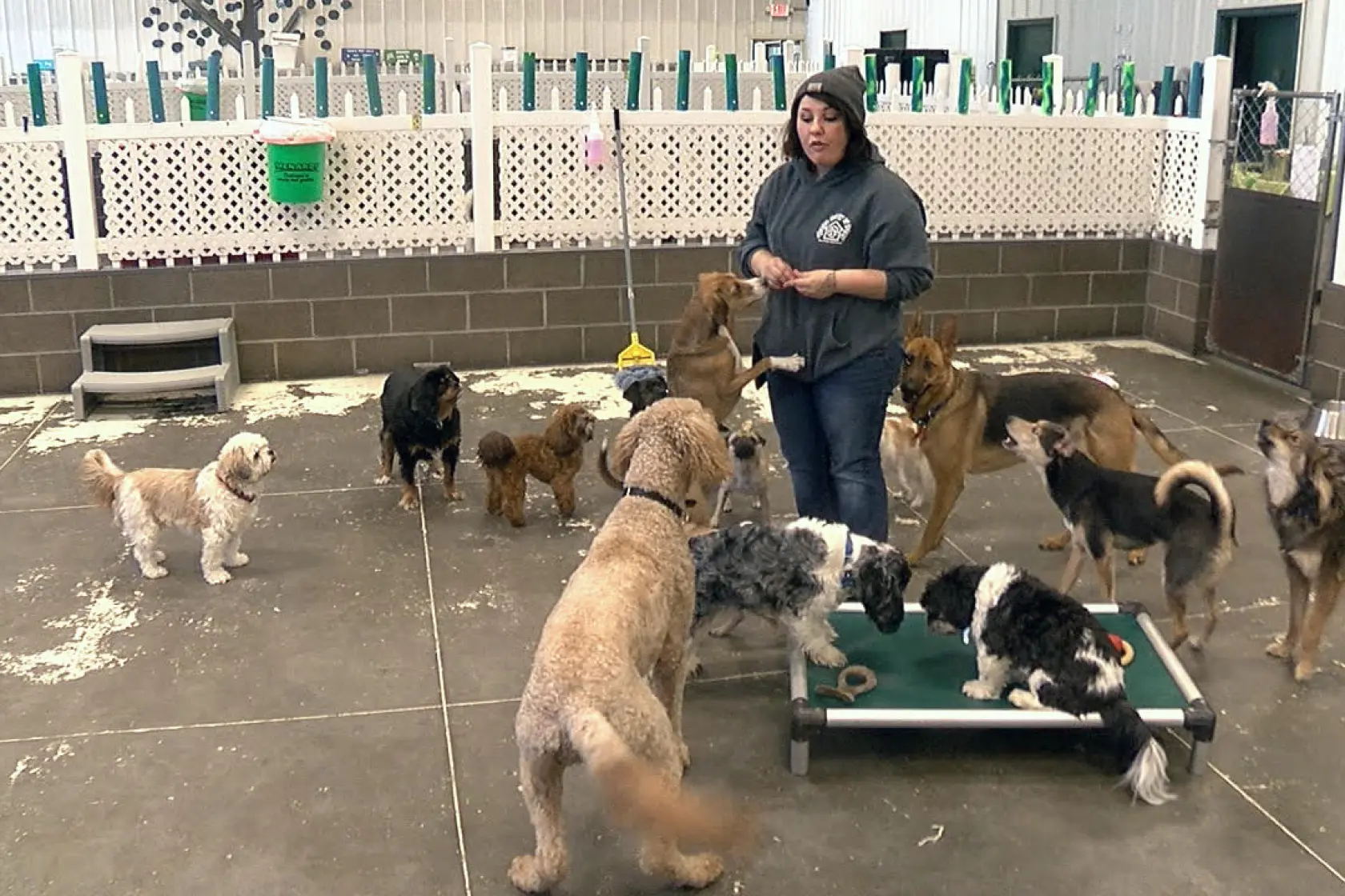 When Dog Daycare Causes More Harm Than Good