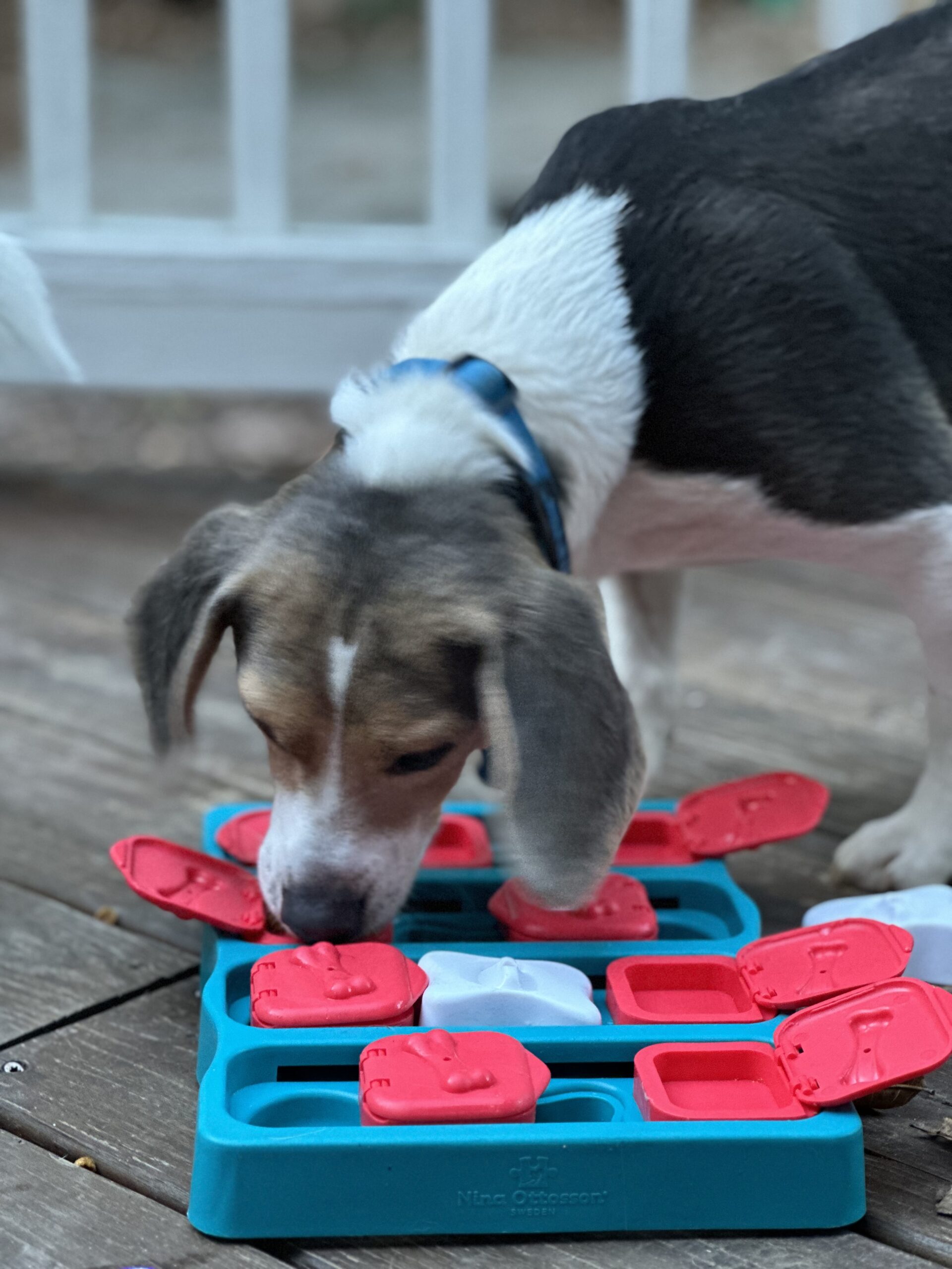 Why a Dog Walker Focused on Enrichment Can Transform Your Dog’s Life—and Yours