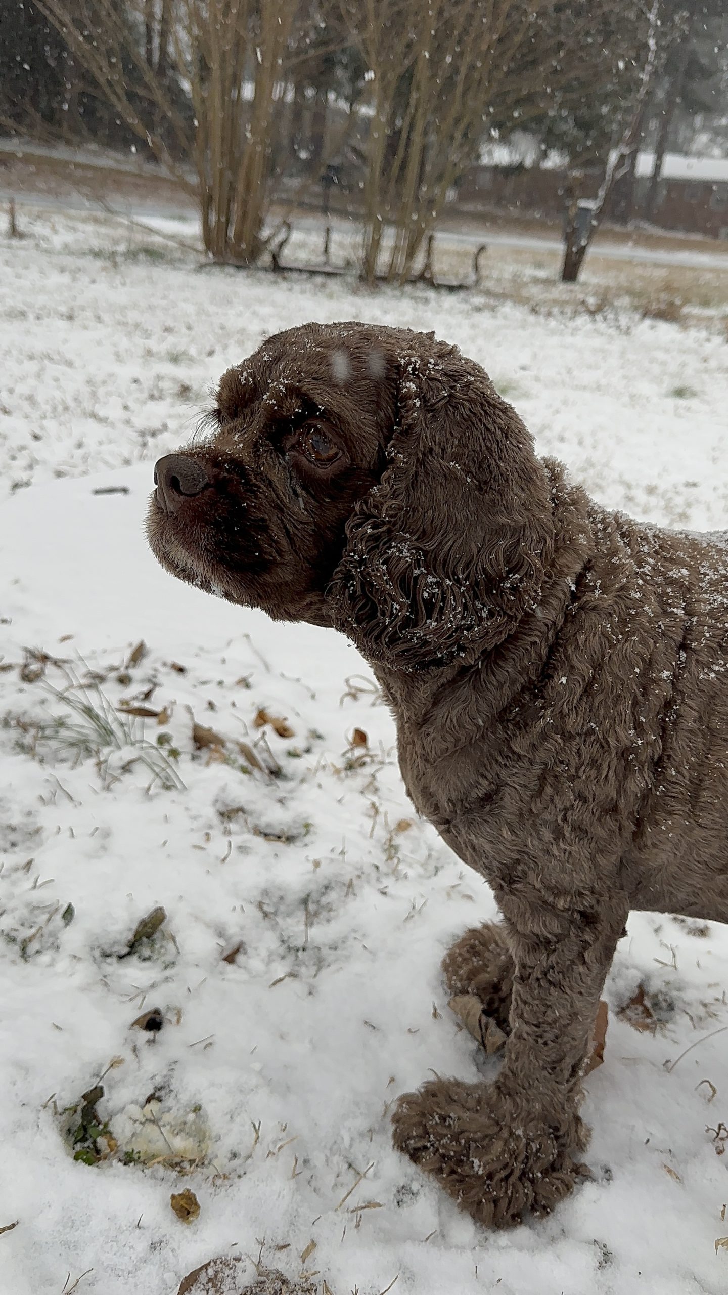 How to Tell If Your Dog Is Cold: Insights from a Dog Walking Expert