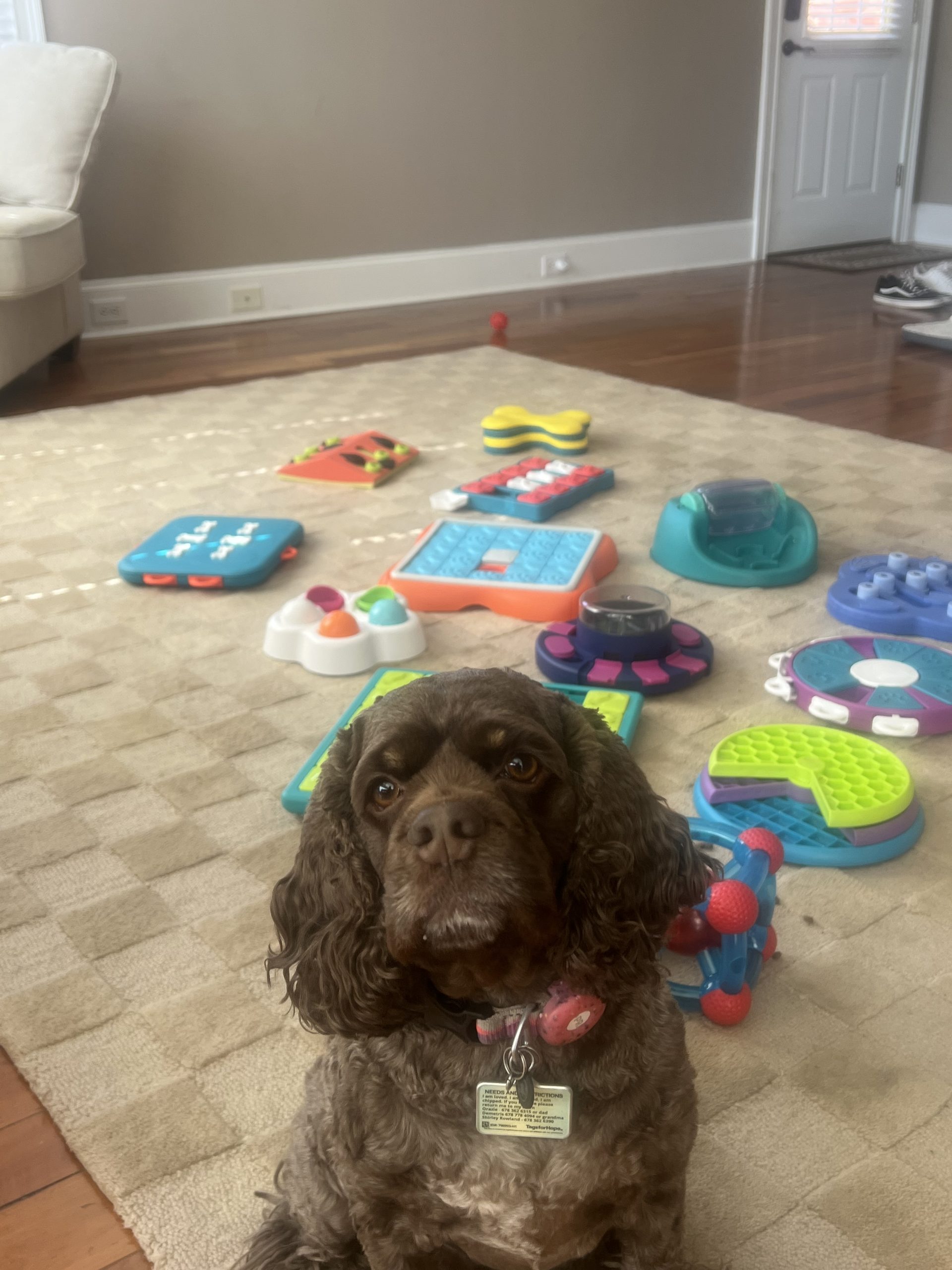 The Power of Enrichment: Why Rotating Your Dog’s Toys Matters