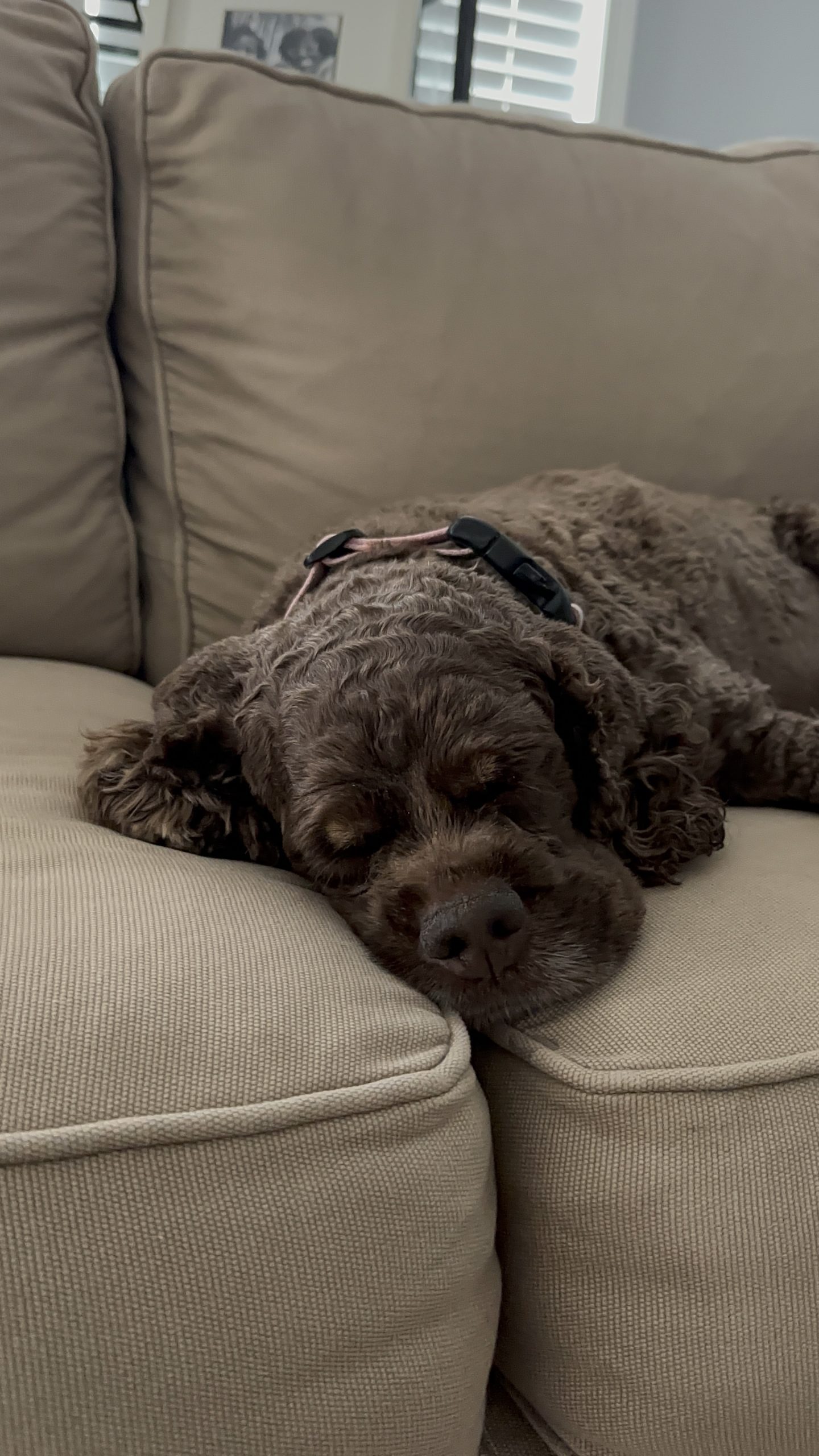 Beginner’s Guide to In-Home Dog Care in Atlanta: A Simple Way to Keep Your Dog Happy (Even With a Busy Life)