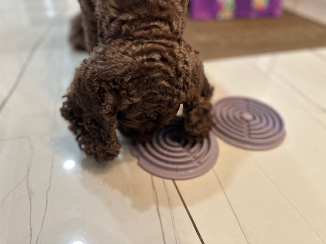 Lick, Twist, Calm: Why May’s Enrichment Toy Is a Total Game-Changer