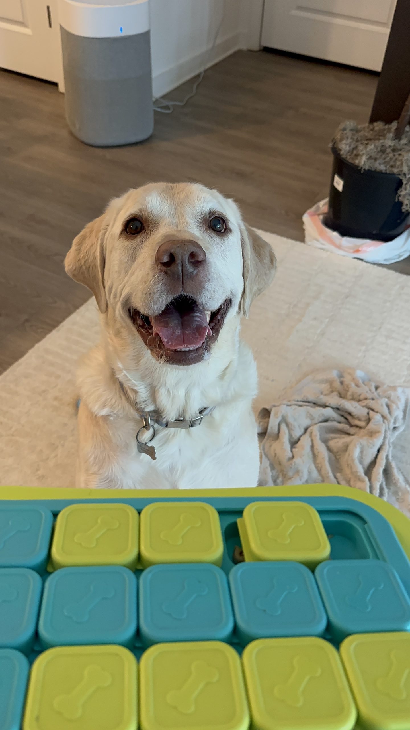 Concierge dog walking and enrichment care in Atlanta by Praline's Backyard Dog Services