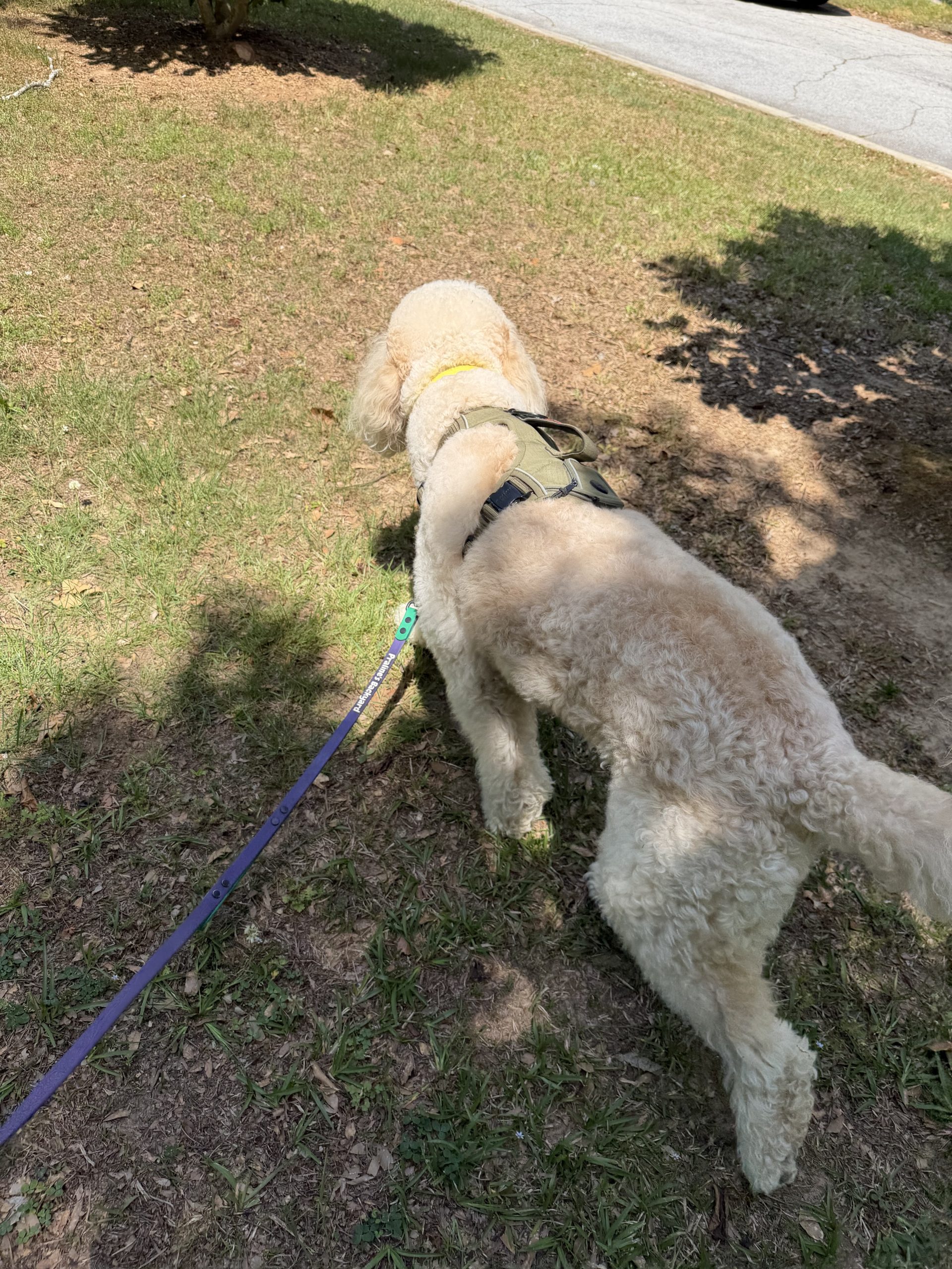 Atlanta’s Dog Walking Membership Tiers