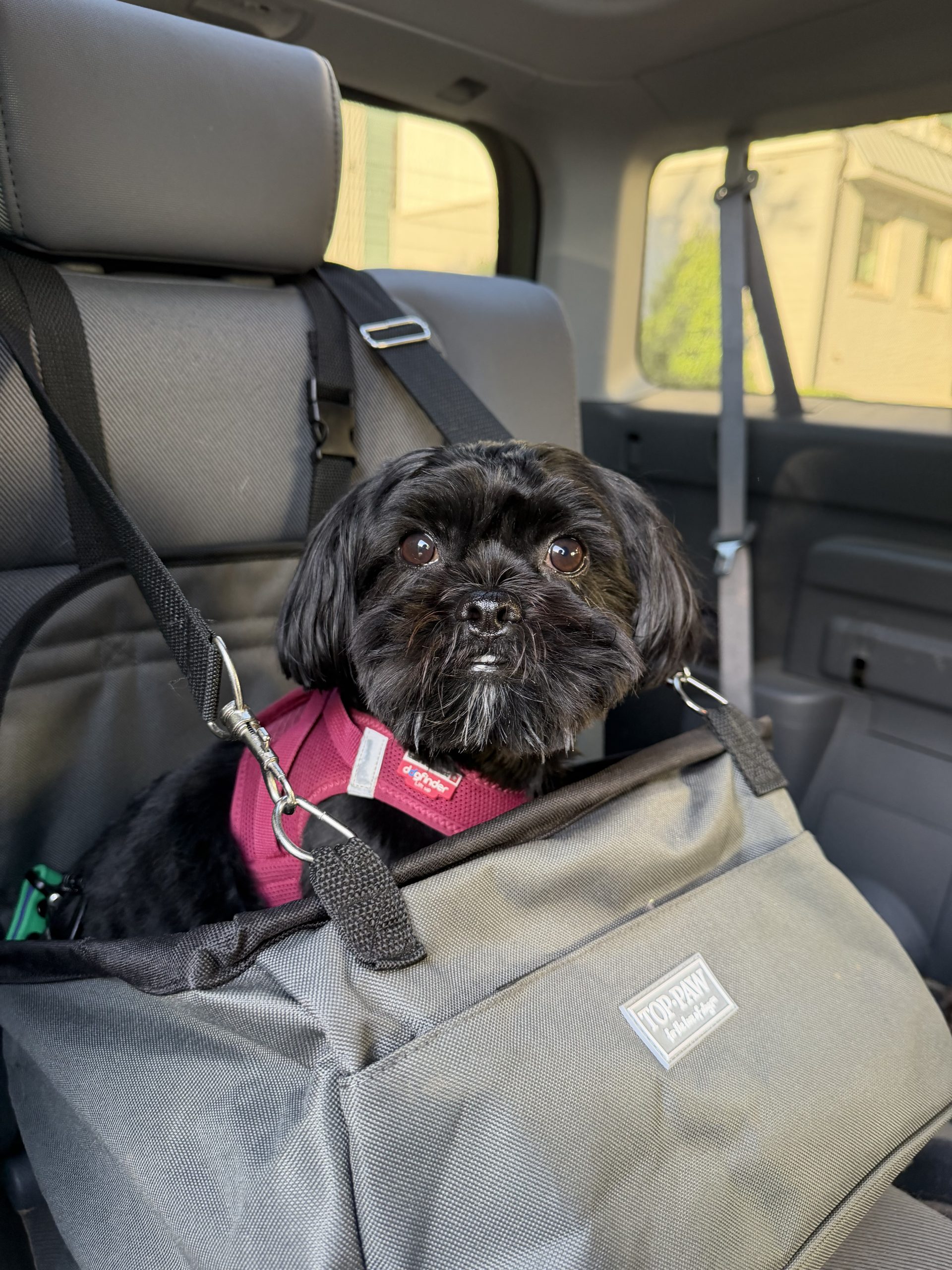 Stuck in a Meeting? Need Atlanta Dog Taxi?