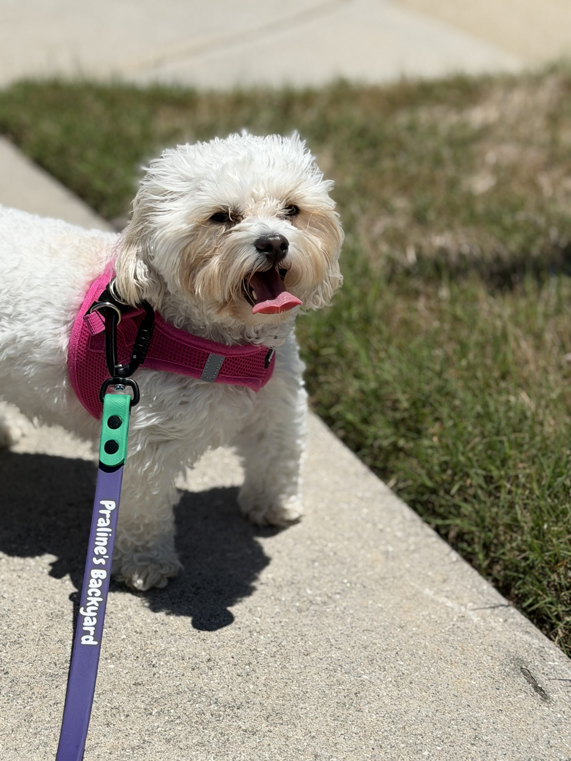 Why Atlanta Dog Parents Choose Daily Dog Walks