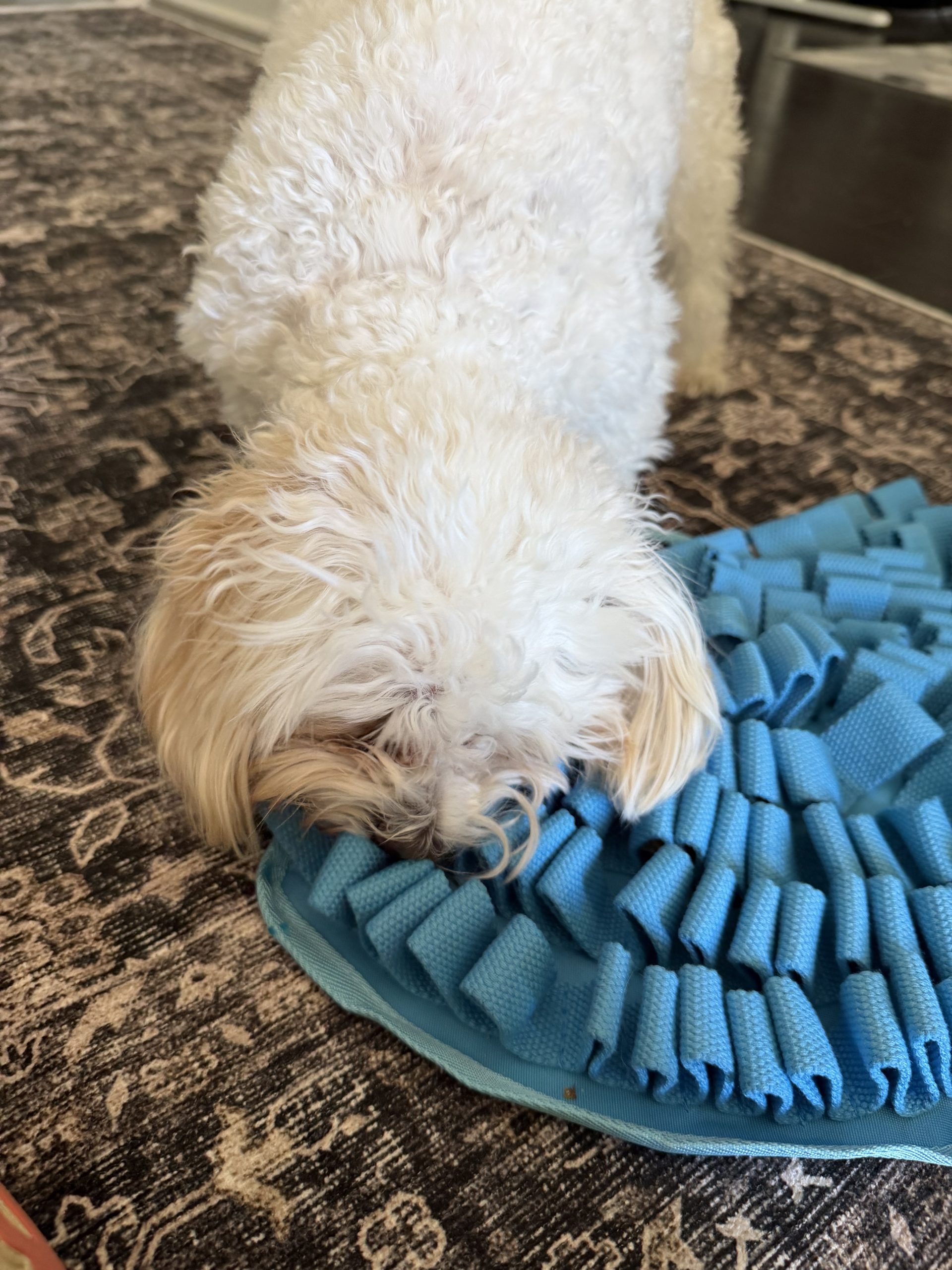 Enrichment-focused dog walking in Atlanta by Praline's Backyard Dog Services