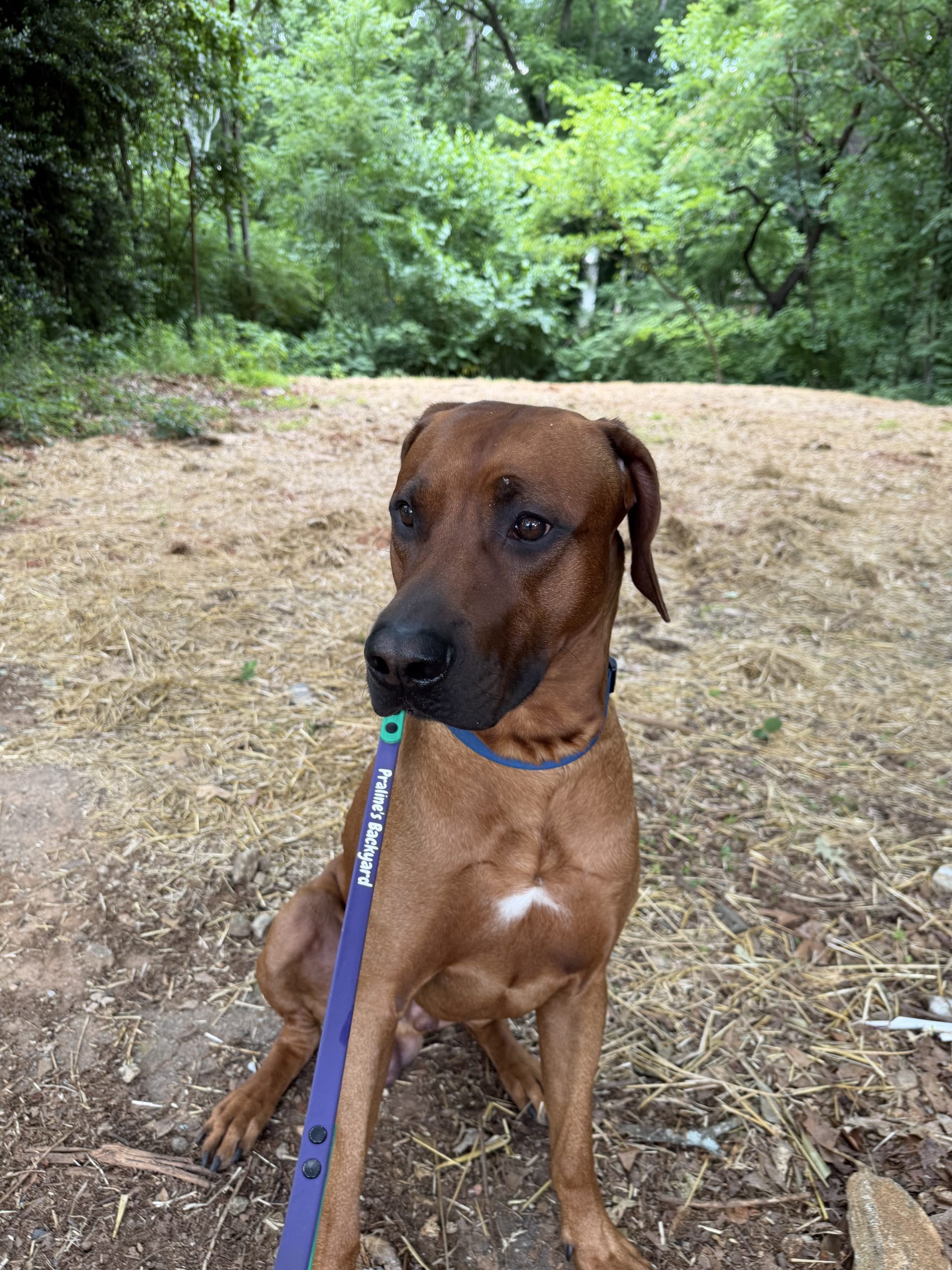 Dogs, Medication, and Heat: What Atlanta Dog Parents Need to Know 