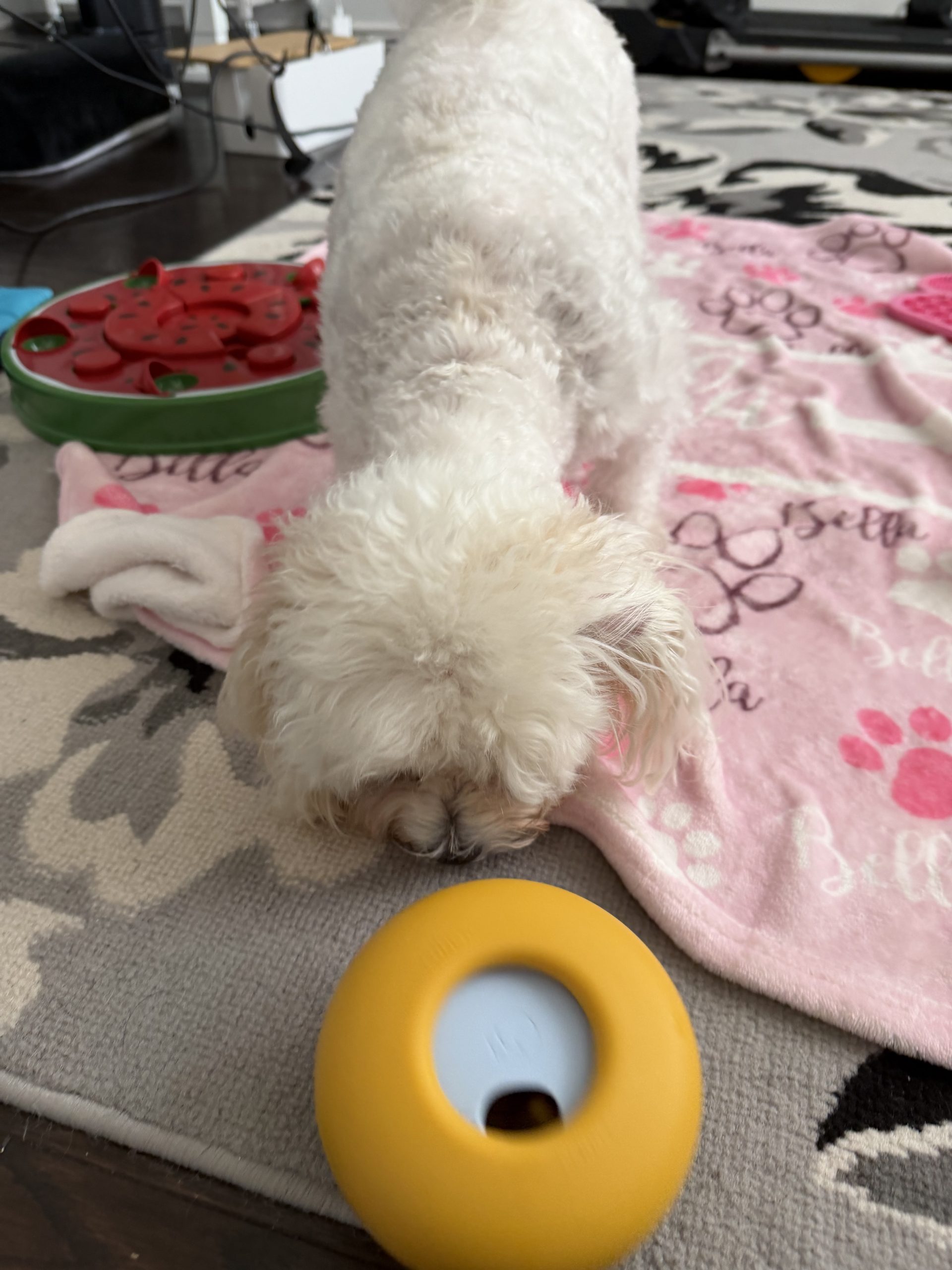 Dog Enrichment in Atlanta: Why Your Dog Needs More Than JUST a Walk