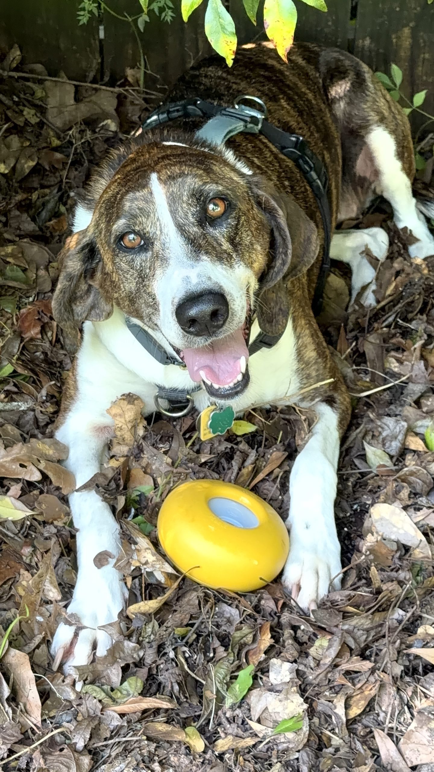 Concierge dog walking and enrichment care in Atlanta by Praline's Backyard Dog Services