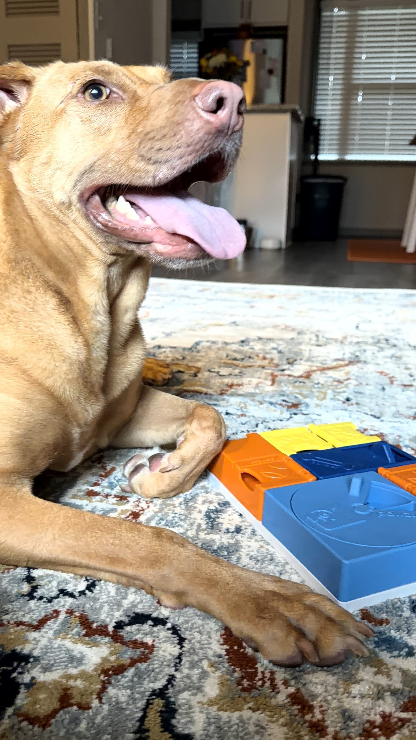 Why So Many Pets Go Missing on the 4th of July in Atlanta