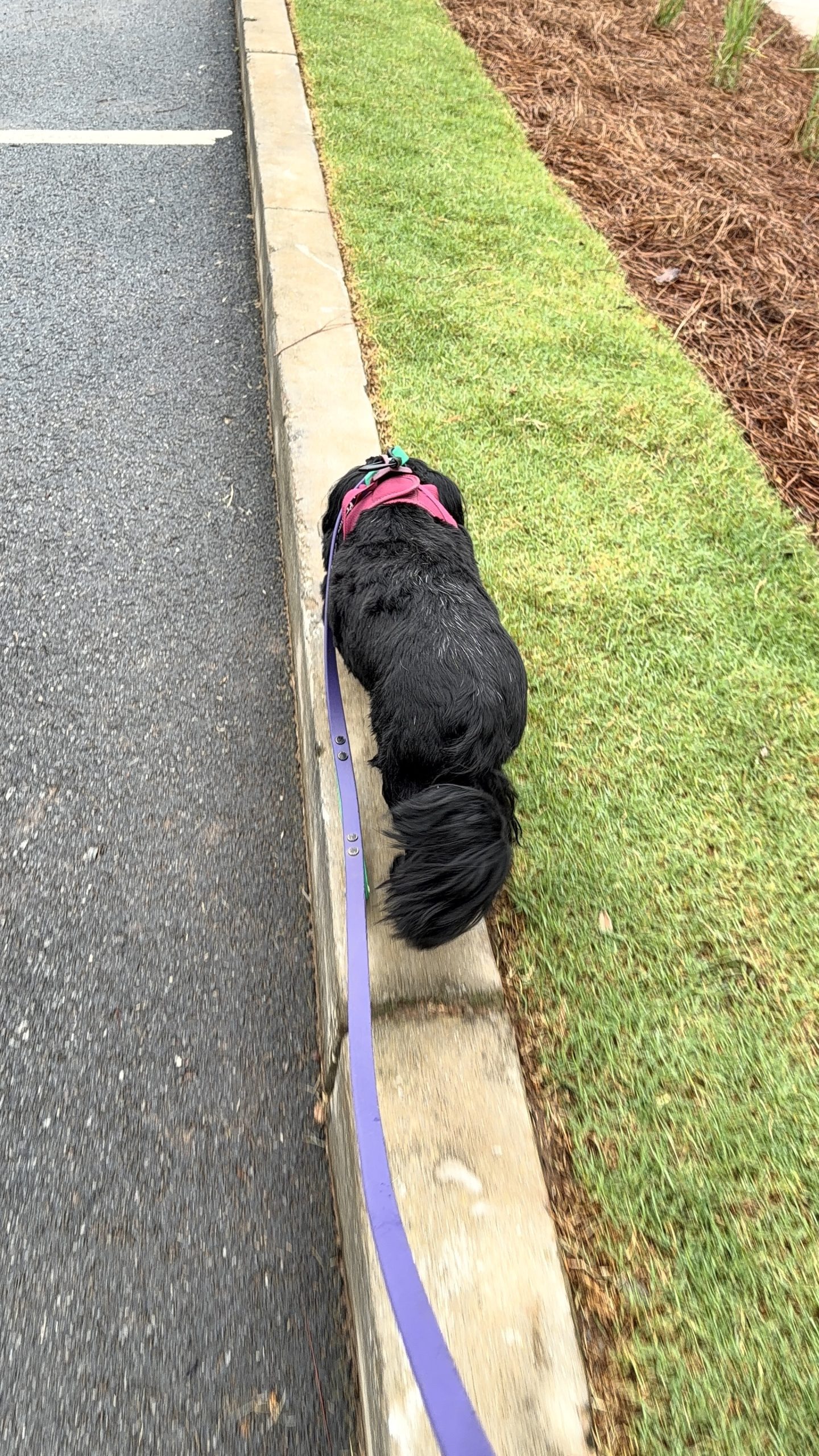 Traditional Dog Daycare in Atlanta Is Not Enough