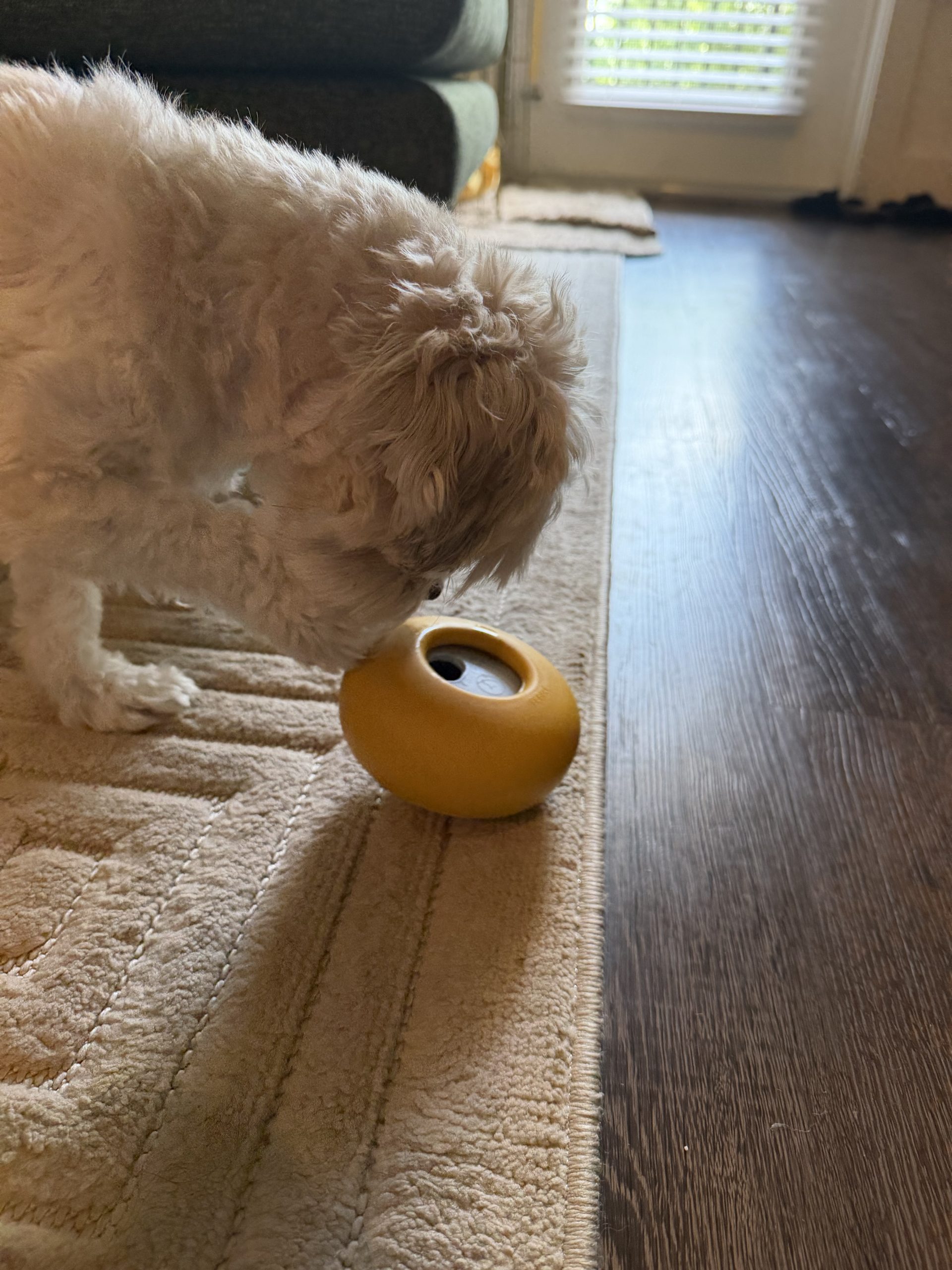 What to Do With Your Dog in Atlanta When It’s Too Hot Outside