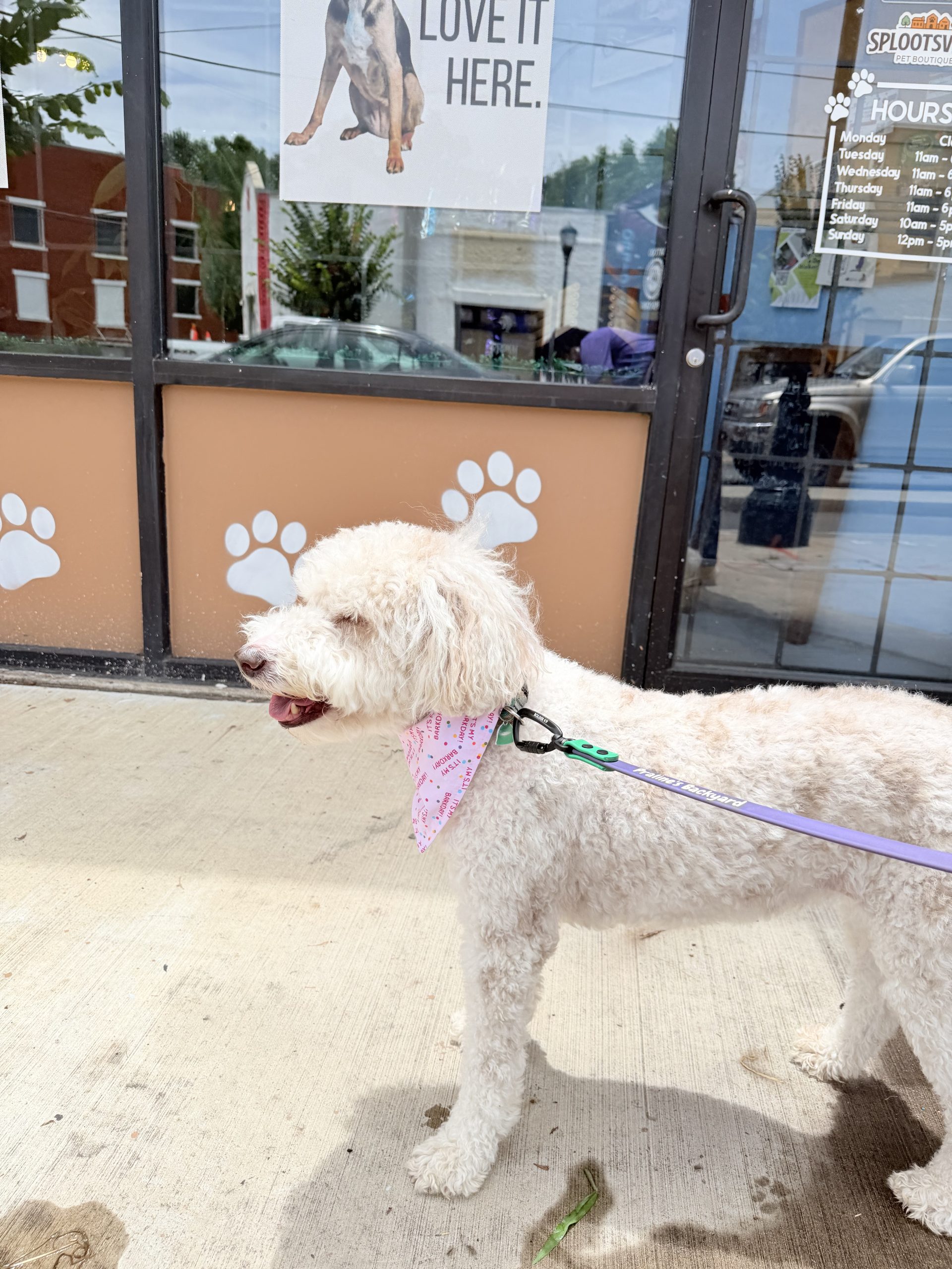 What Fear Free Means for Dog Care in Atlanta