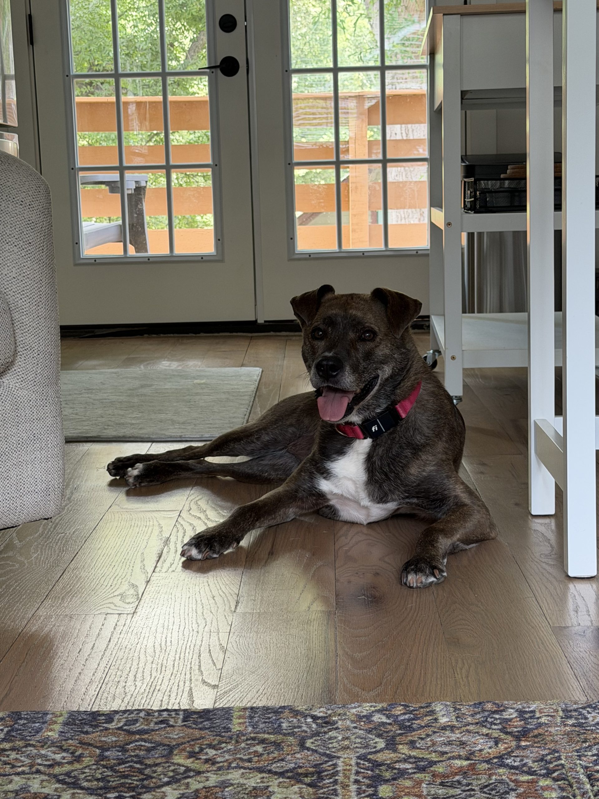 Pet Sitter vs. Dog Walker: What’s the Real Difference?