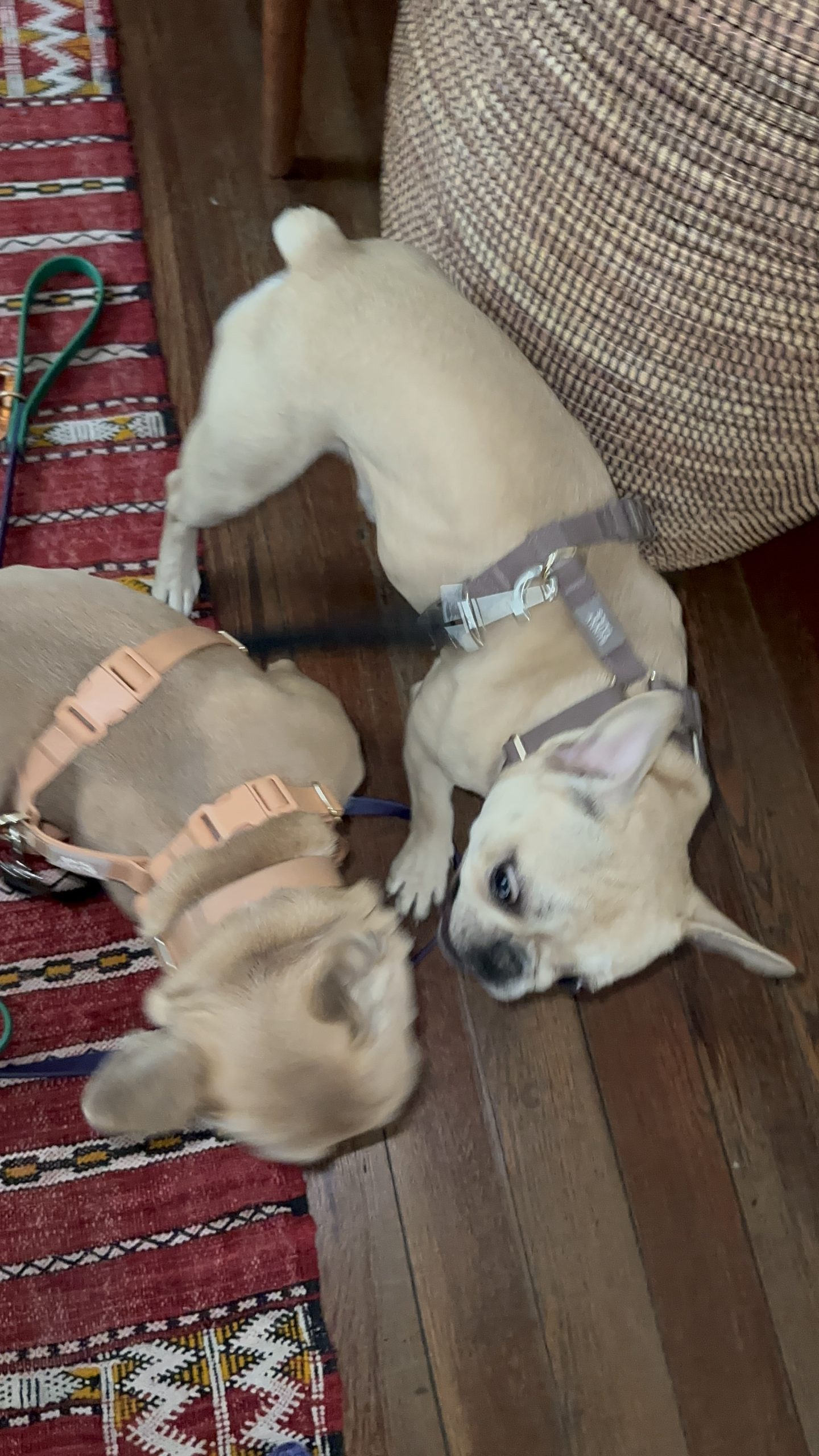 Atlanta Dog Breed Meetups: What They Can Teach You About Your Dog
