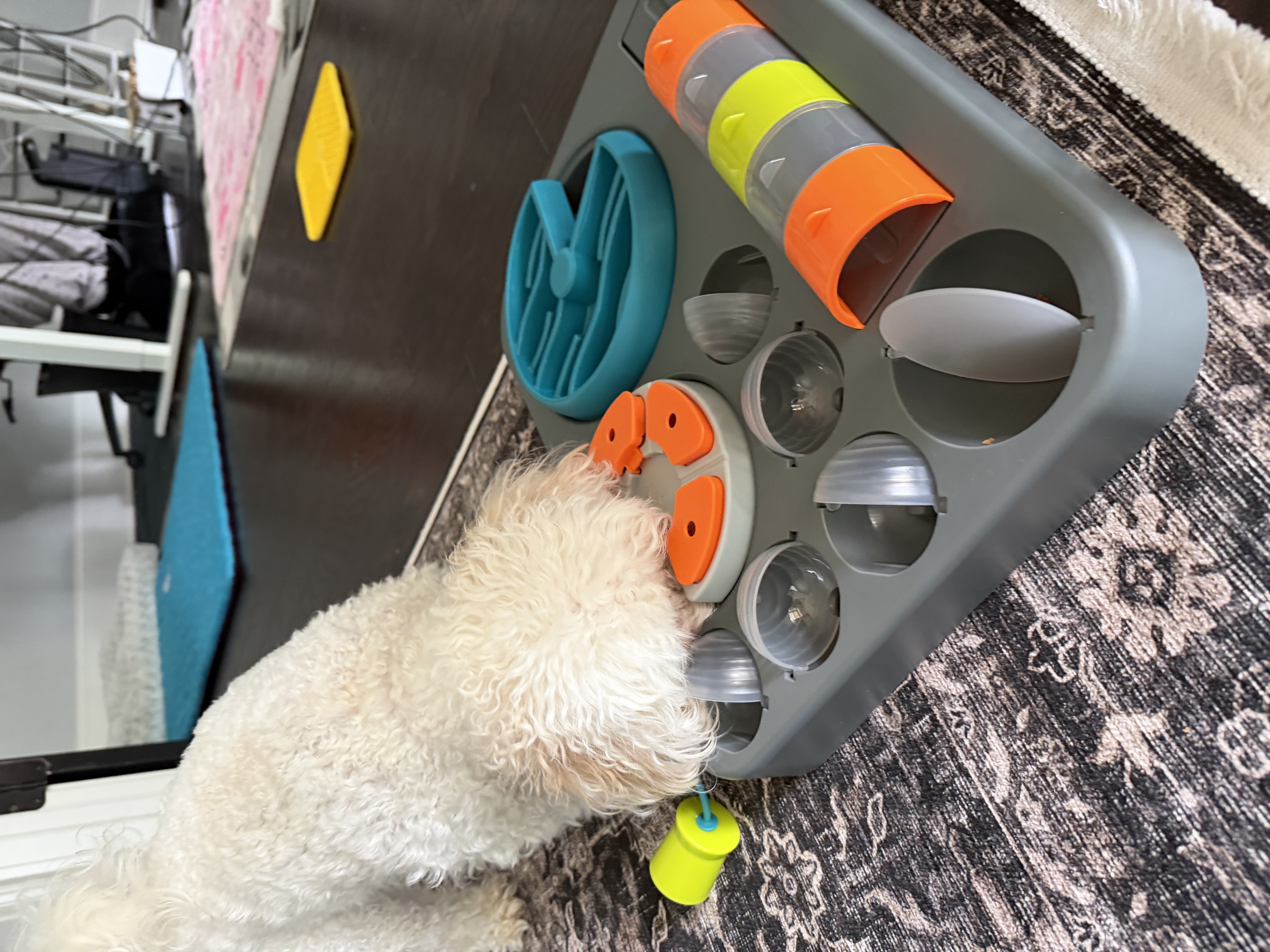 Enrichment-focused dog walking in Atlanta by Praline's Backyard Dog Services