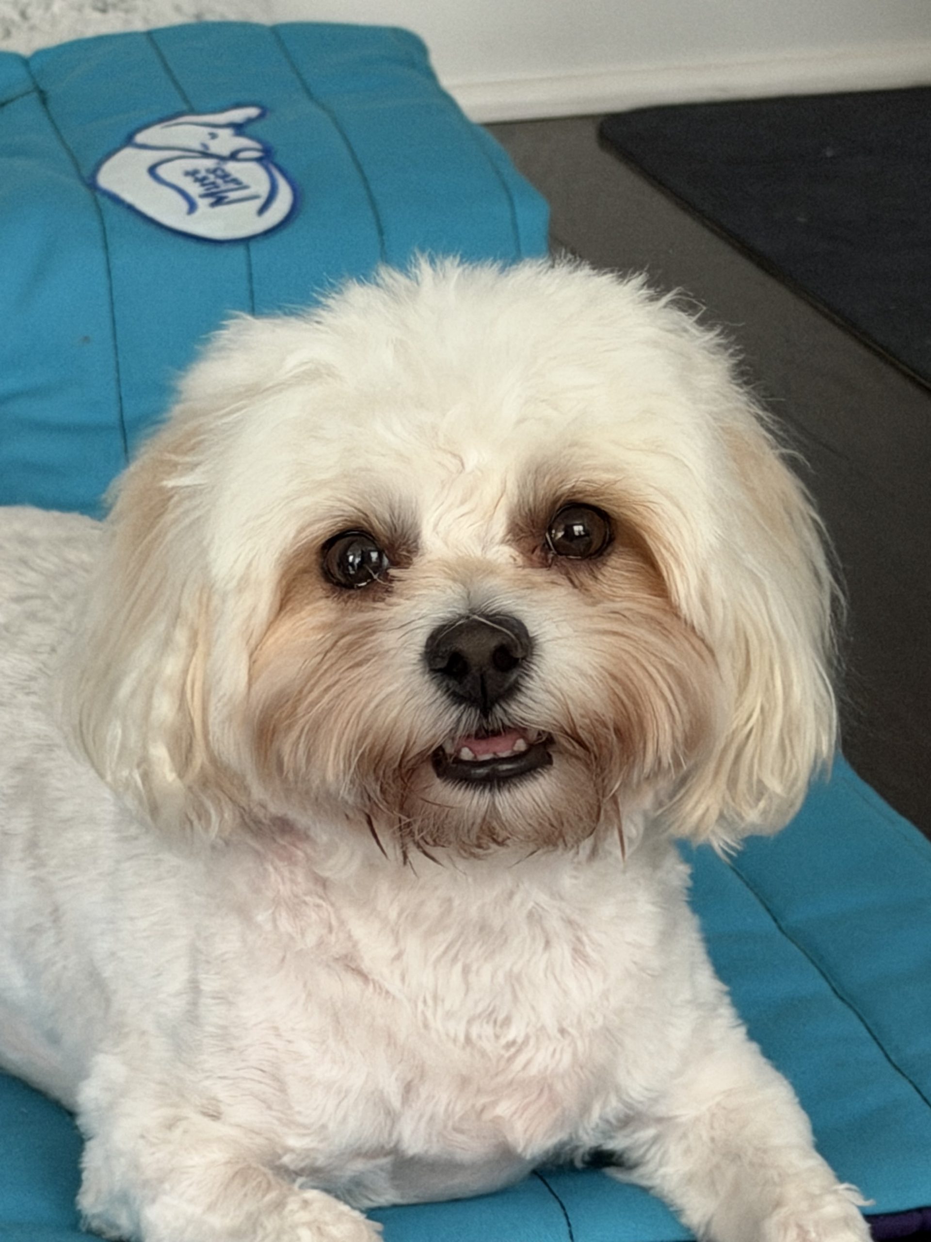 Dog Care Assessment Costs in Atlanta
