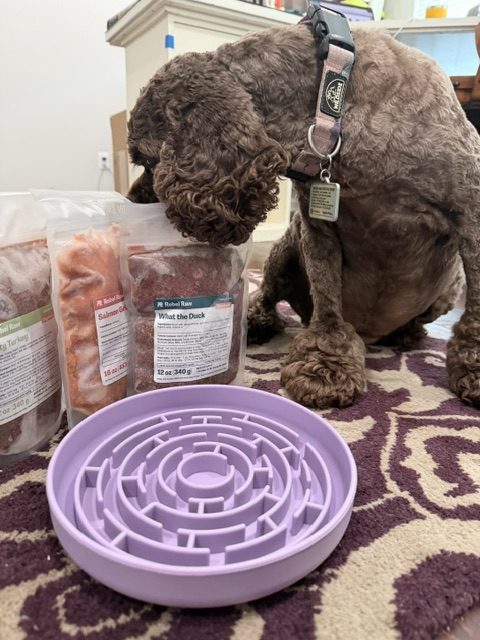 From Kibble to Raw: An Atlanta Dog Parent’s Guide