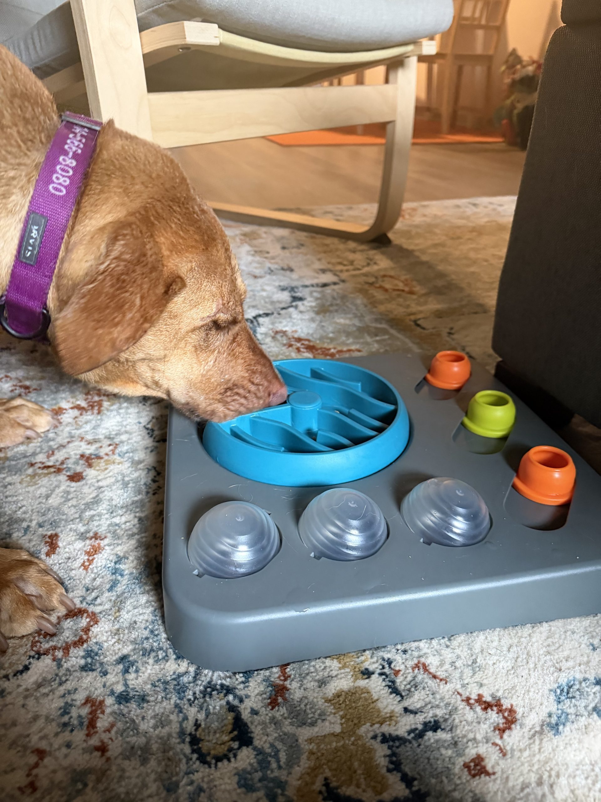 Concierge dog walking and enrichment care in Atlanta by Praline's Backyard Dog Services