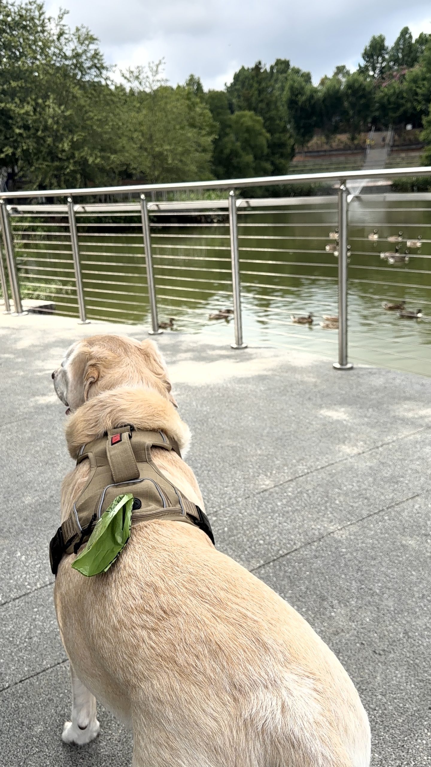 Apartment Dog Care in Atlanta, GA: A Local Guide