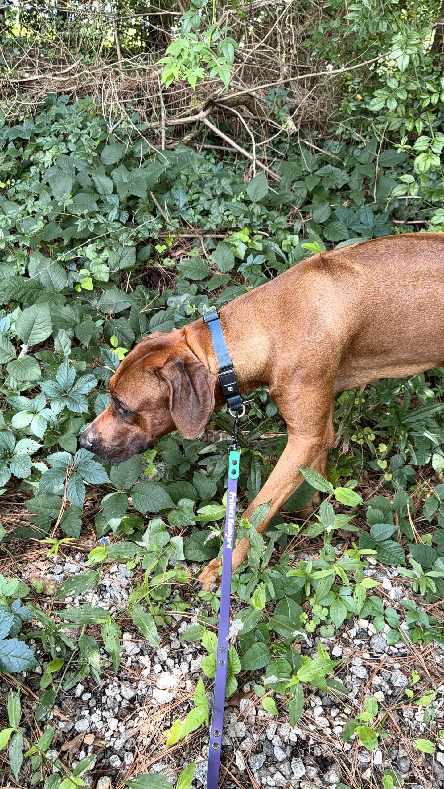 What Does My Dog Do All Day?