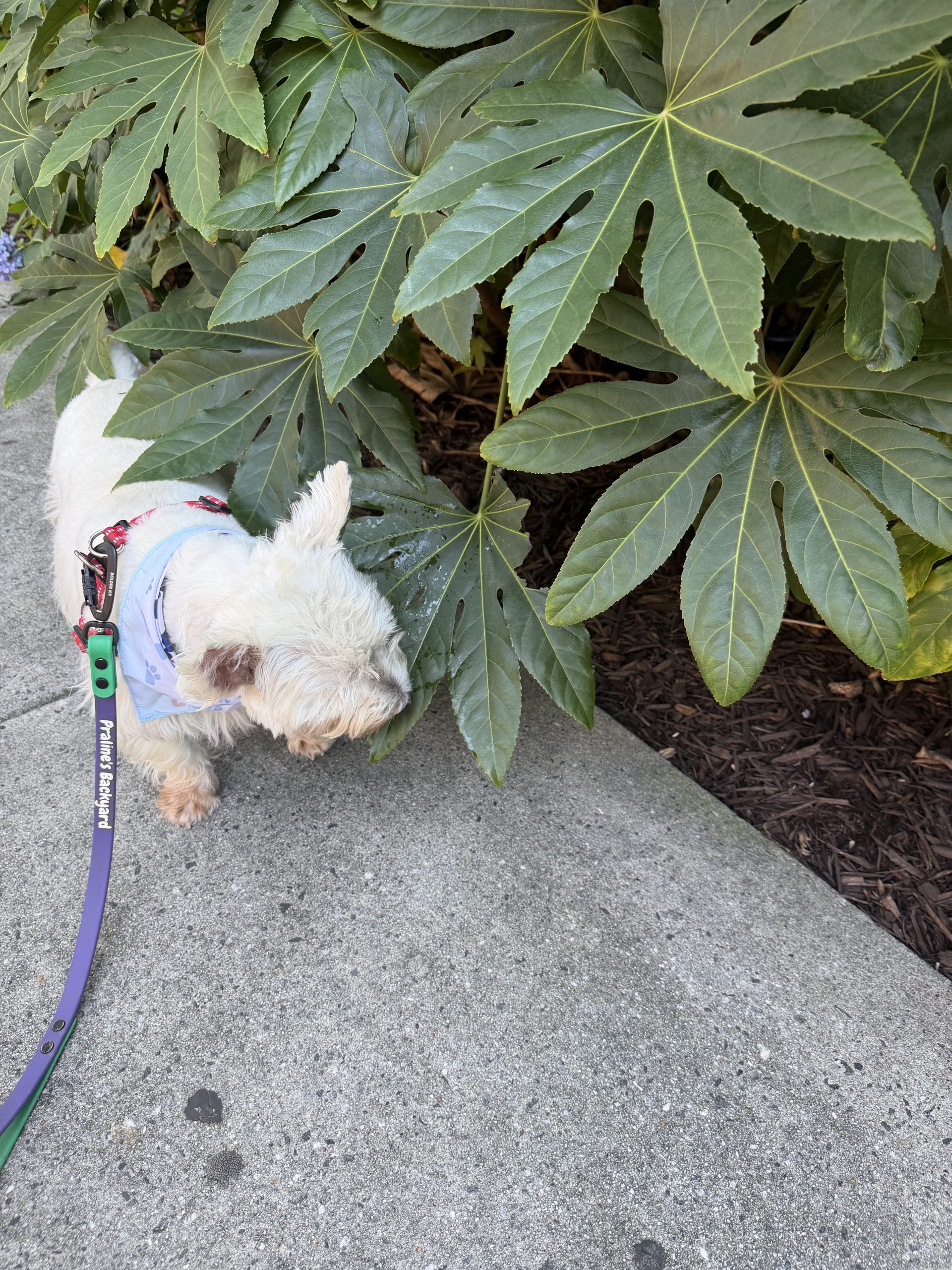 What to Look for When Hiring a Dog Walker in Atlanta, GA