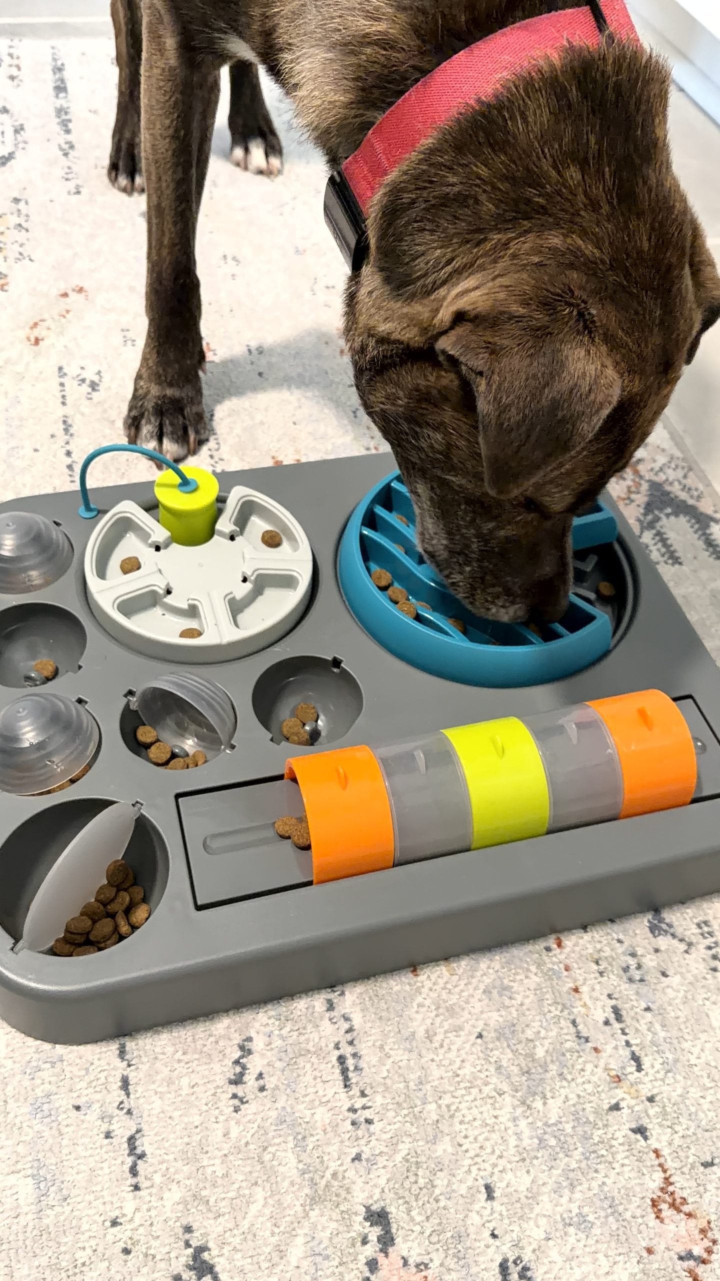 What Do You Want Your Dog’s Care Provider to Know?