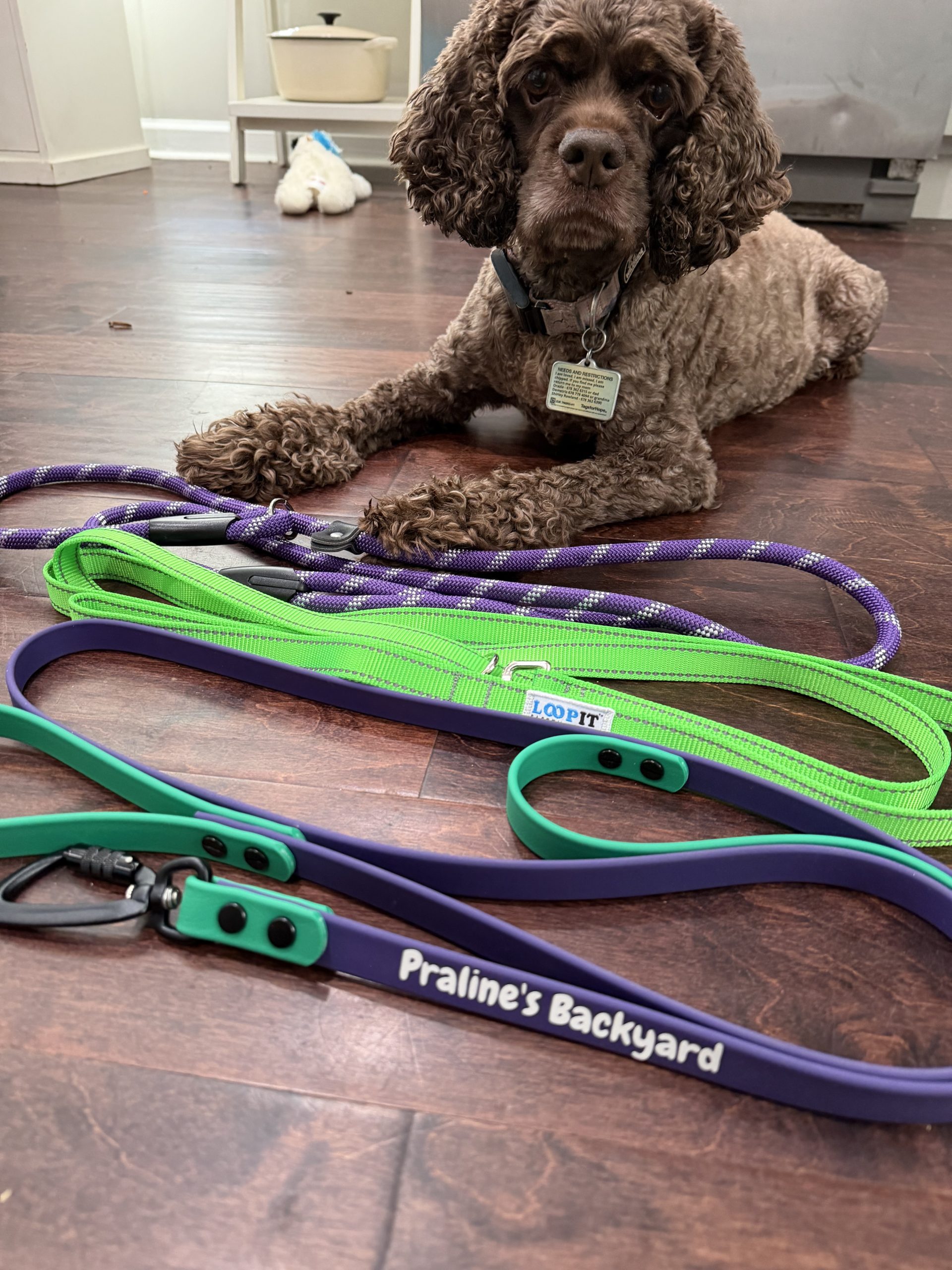 The Three Leashes Every Dog Parent Needs