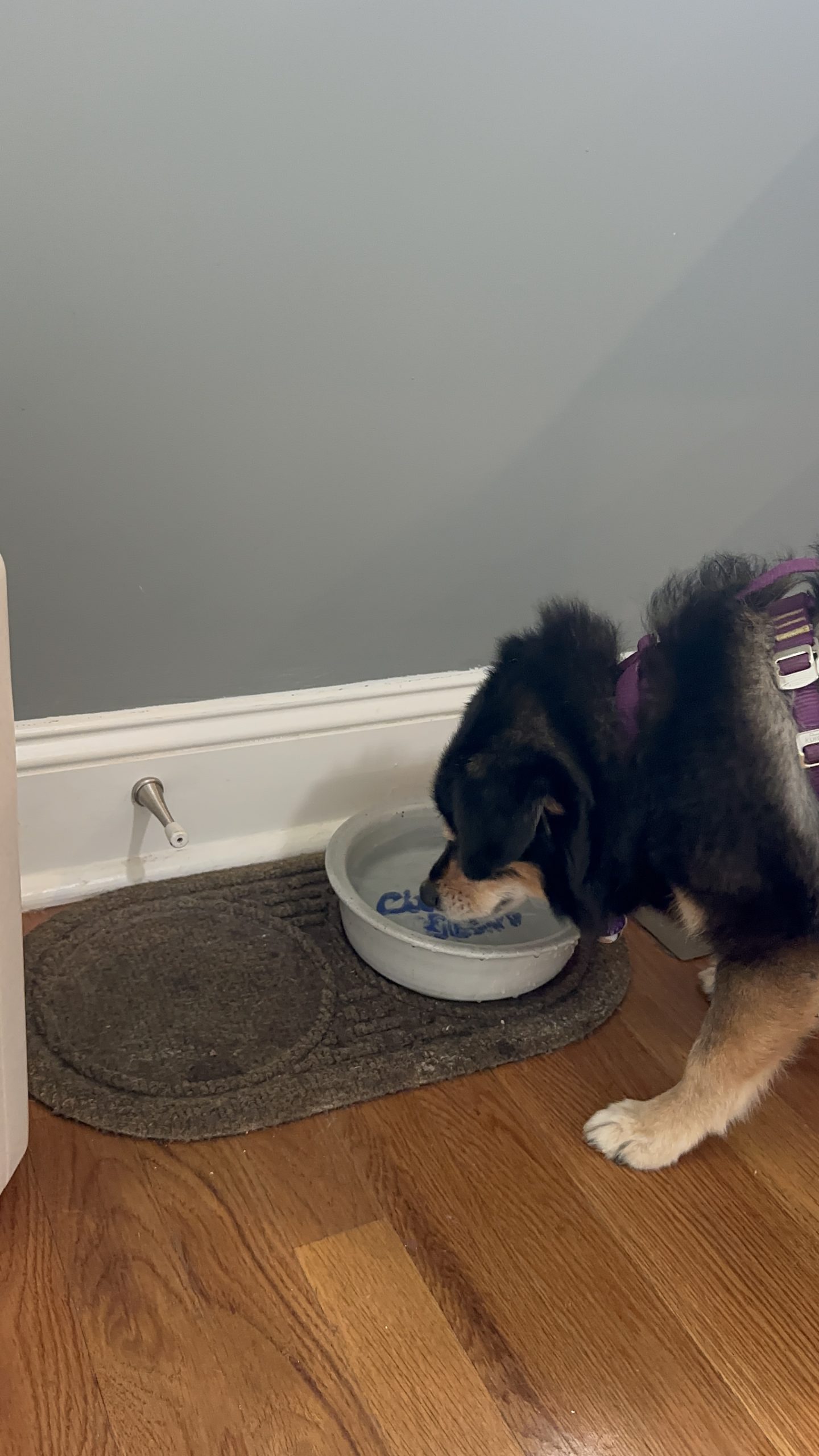 How Much Water Does My Dog Need in Summer Heat?