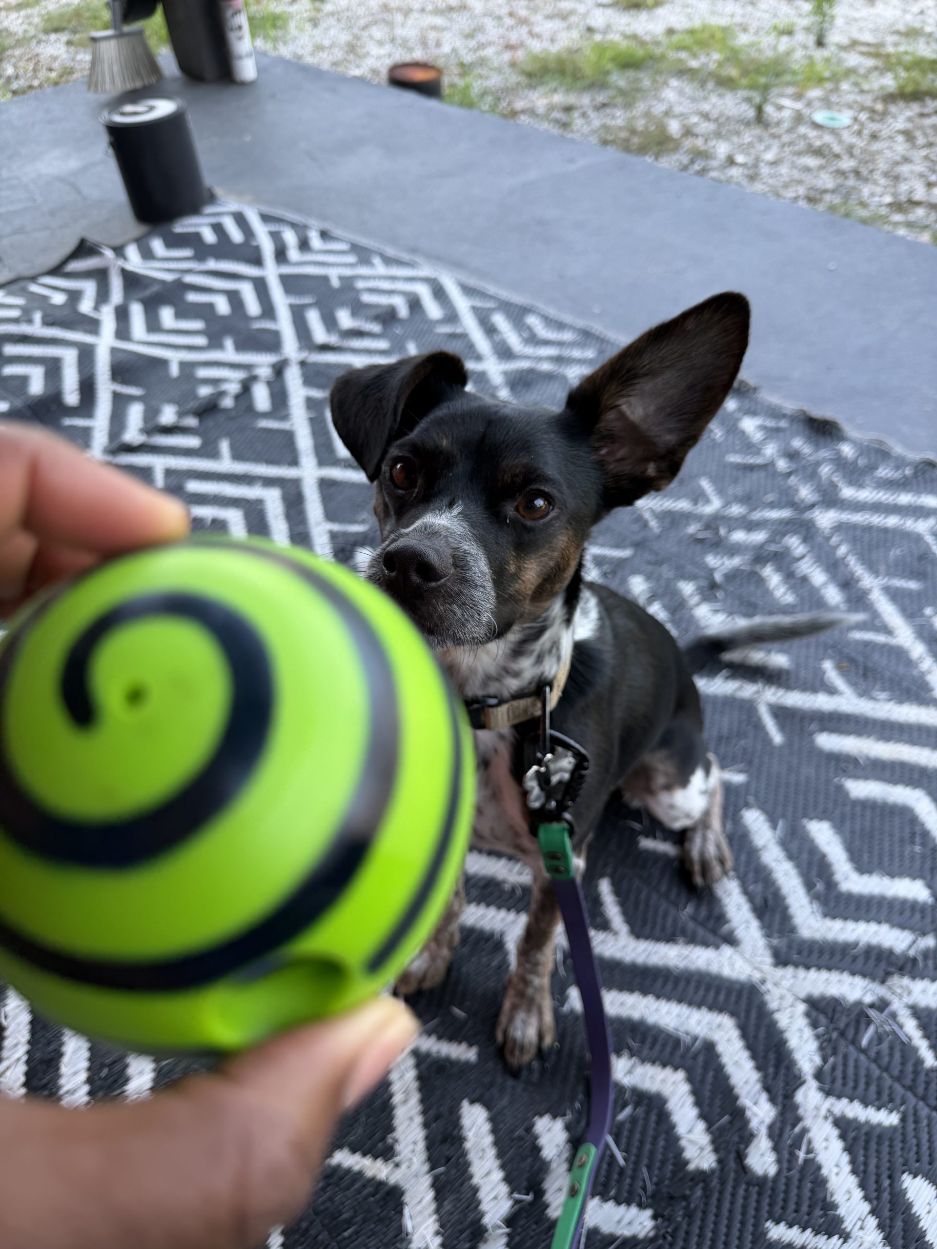 Enrichment-focused dog walking in Atlanta by Praline's Backyard Dog Services