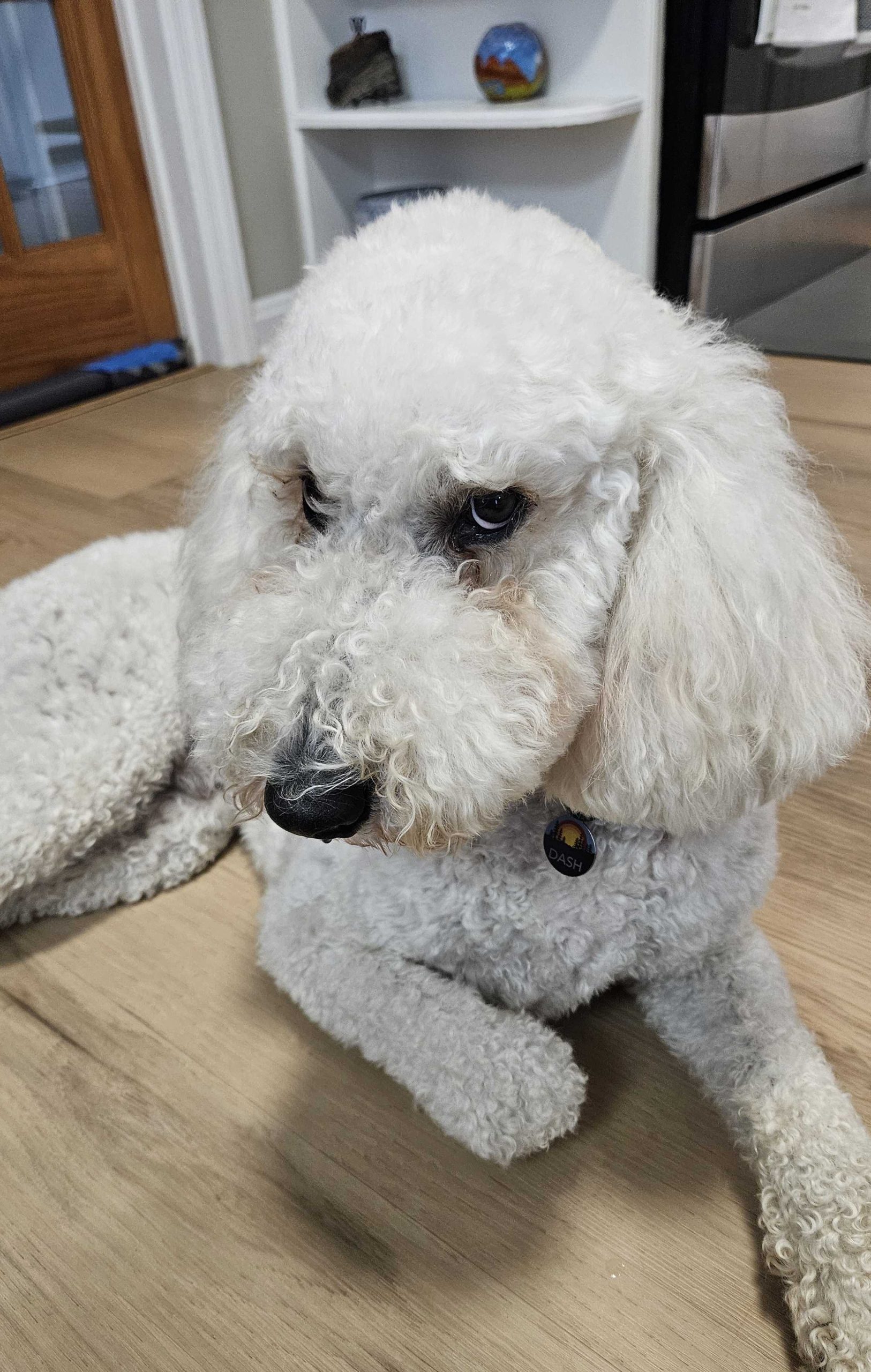 The Overlooked Stress That Comes With Having a Dog in Atlanta