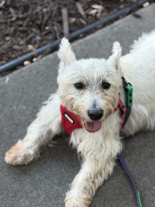 dog on leash