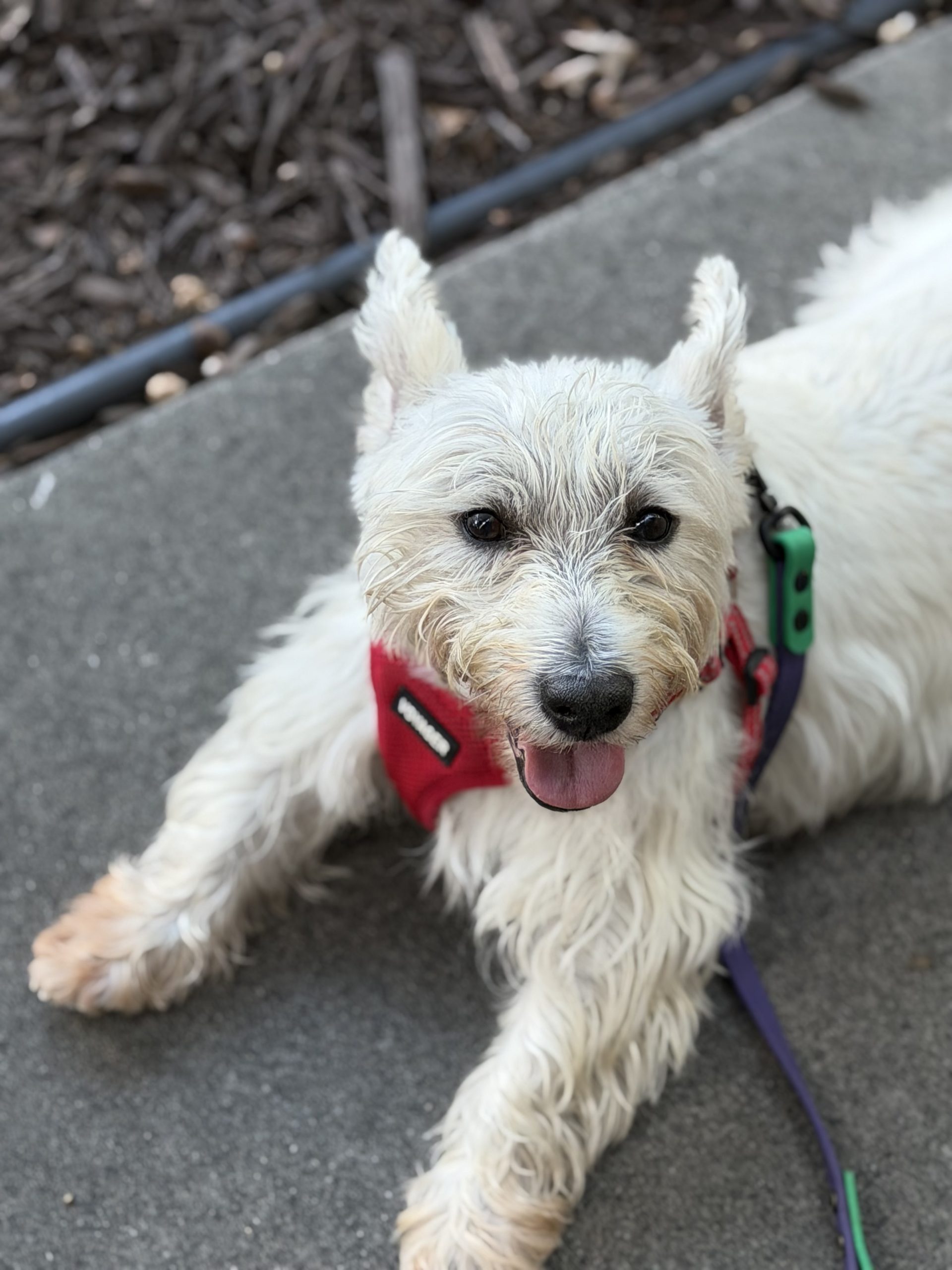 dog on leash