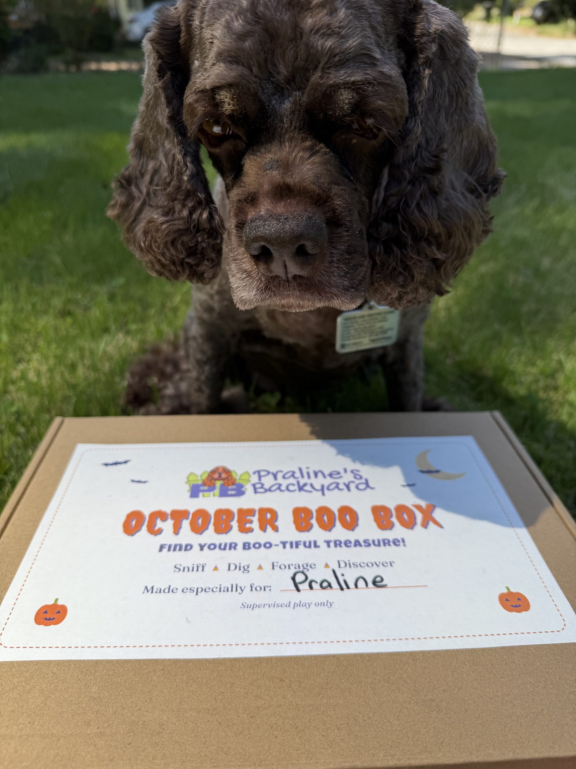 McGregor with his Cloud Nine lick mat during a private enrichment visit in Intown Atlanta